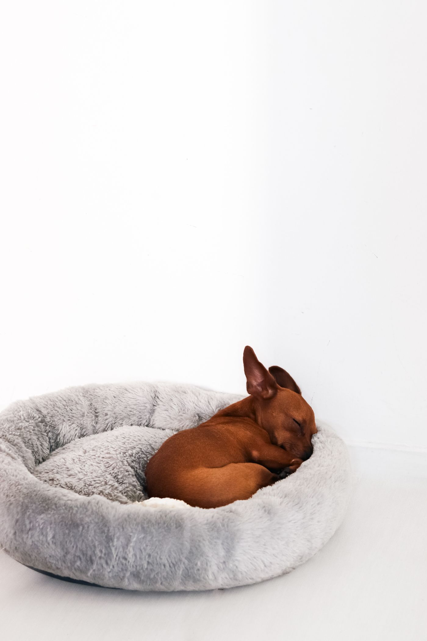 A small brown dog curled in a grey pet bed.