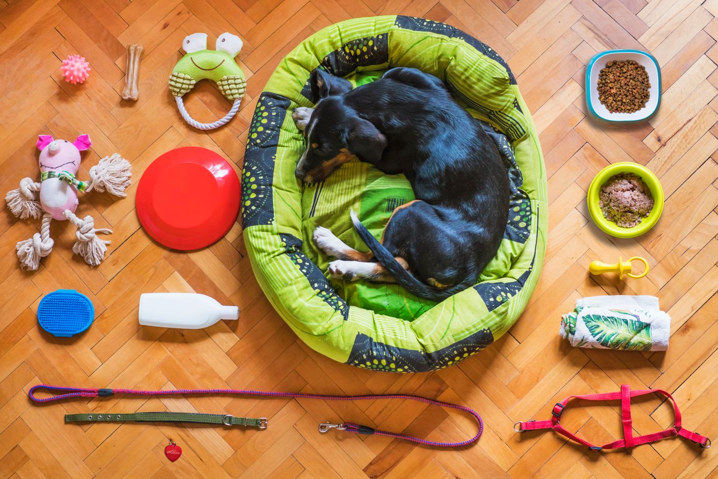 A dog bed surrounded by a lead, harness, bowls and toys.