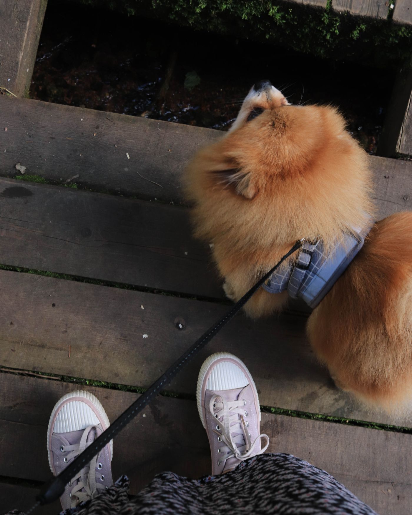 A fluffy dog wearing a blue harness on a wooden walkway.