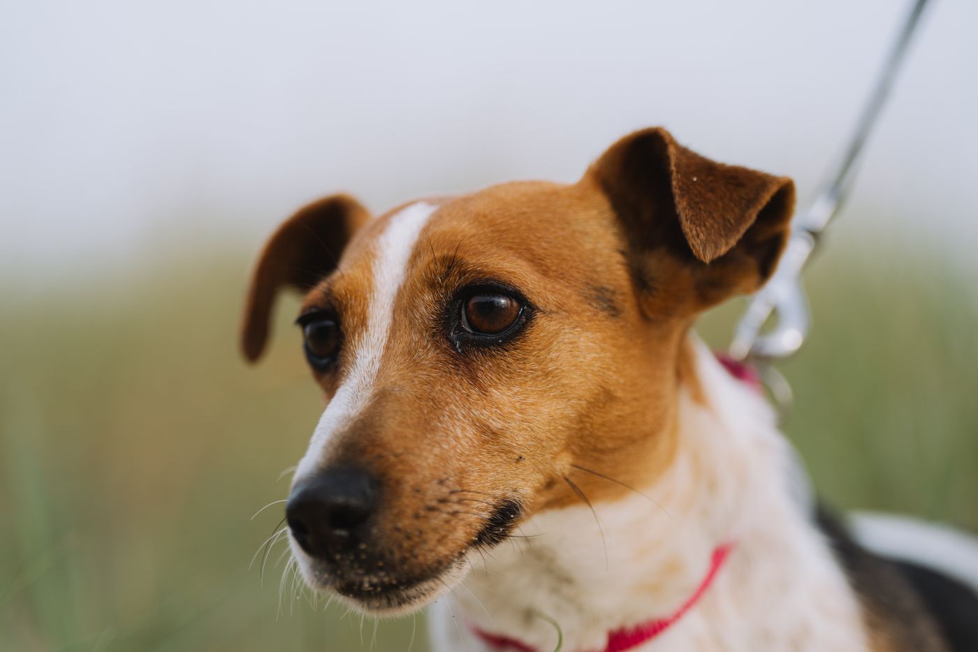 A small dog wearing a collar and attached lead outdoors.