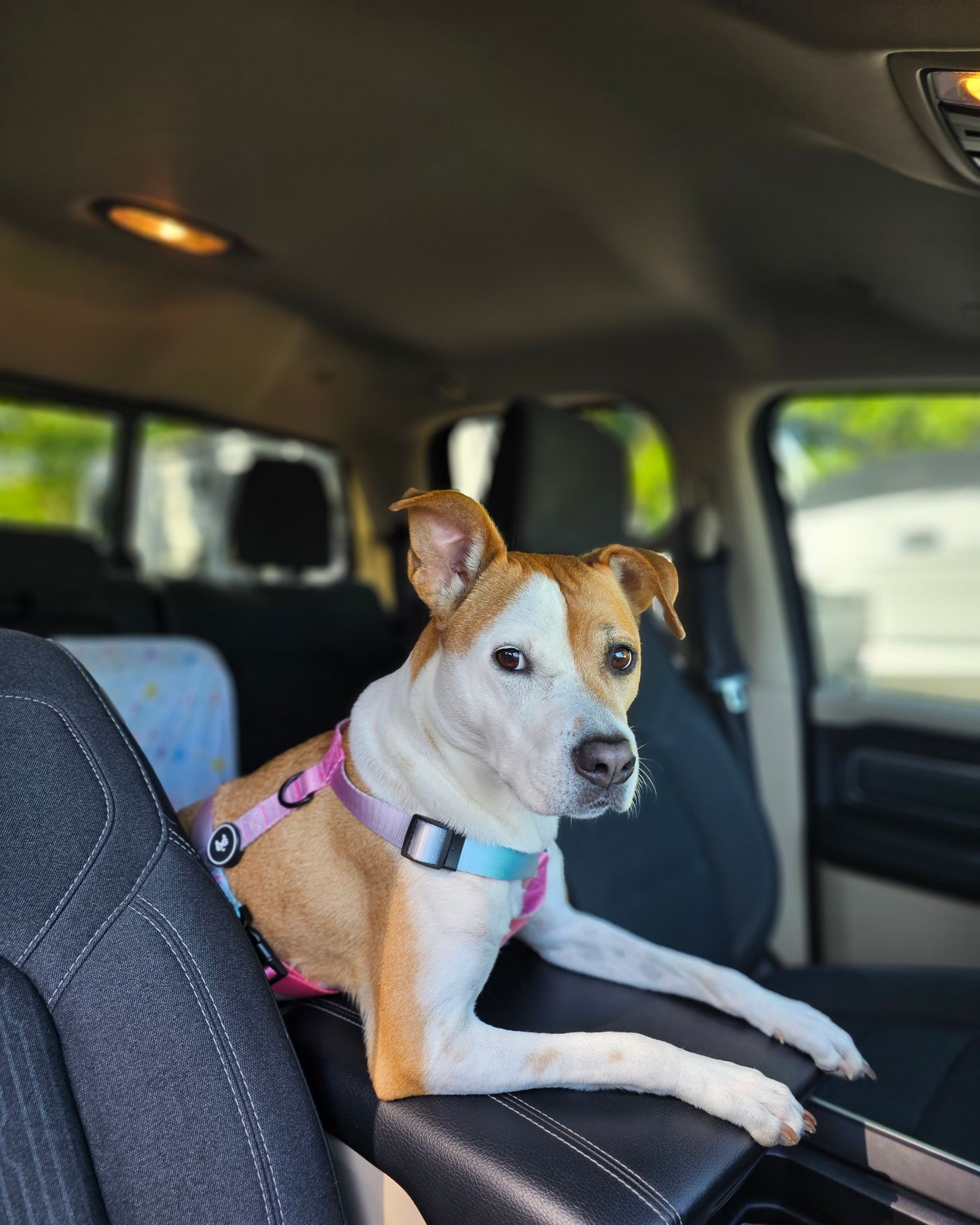 A dog wearing a pink harness on the back seat of a car.