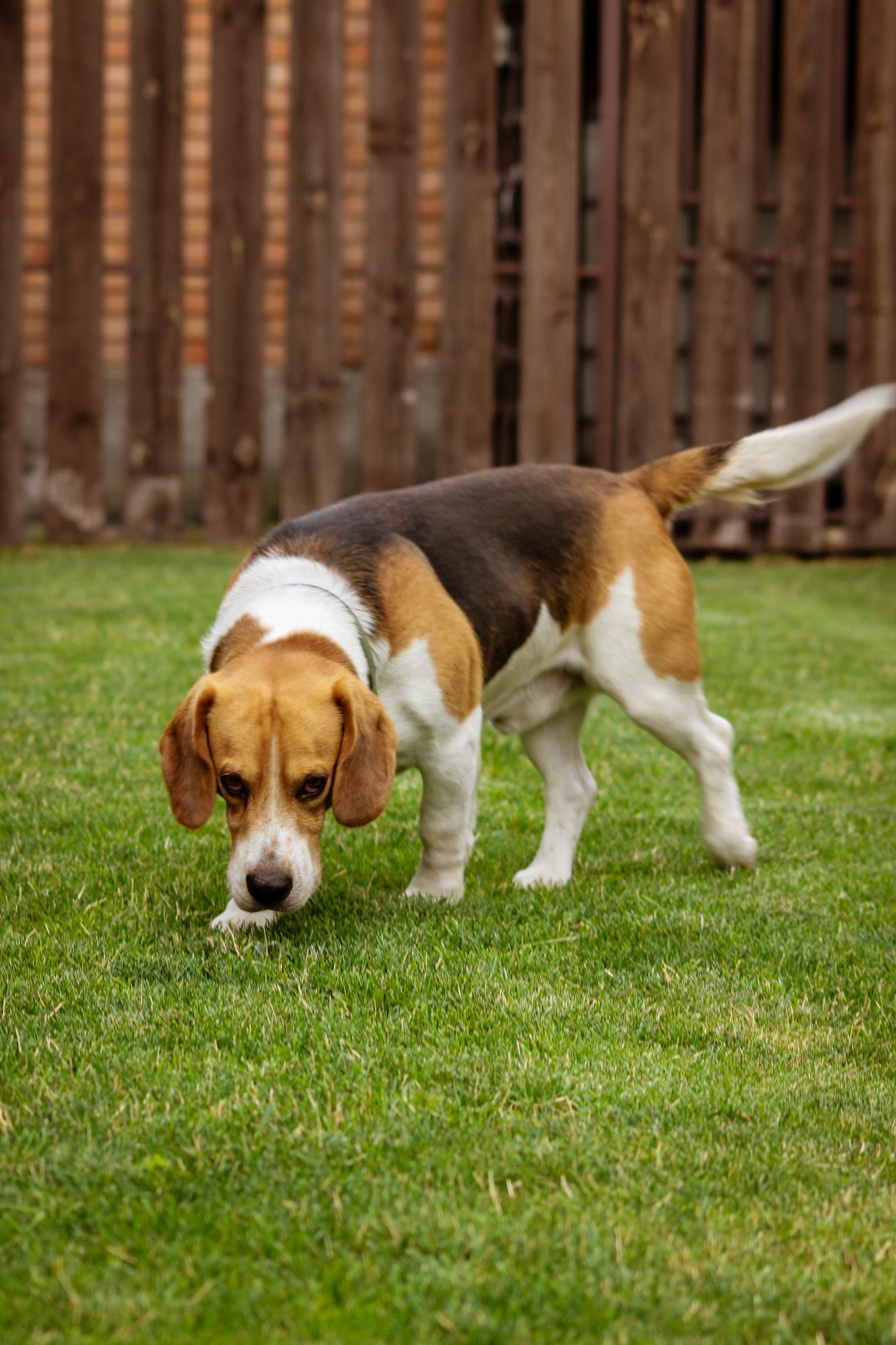 A beagle sniffing grass inside a fenced garden.