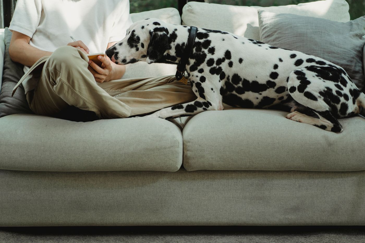 A Dalmatian lying beside a seated person on a sofa.