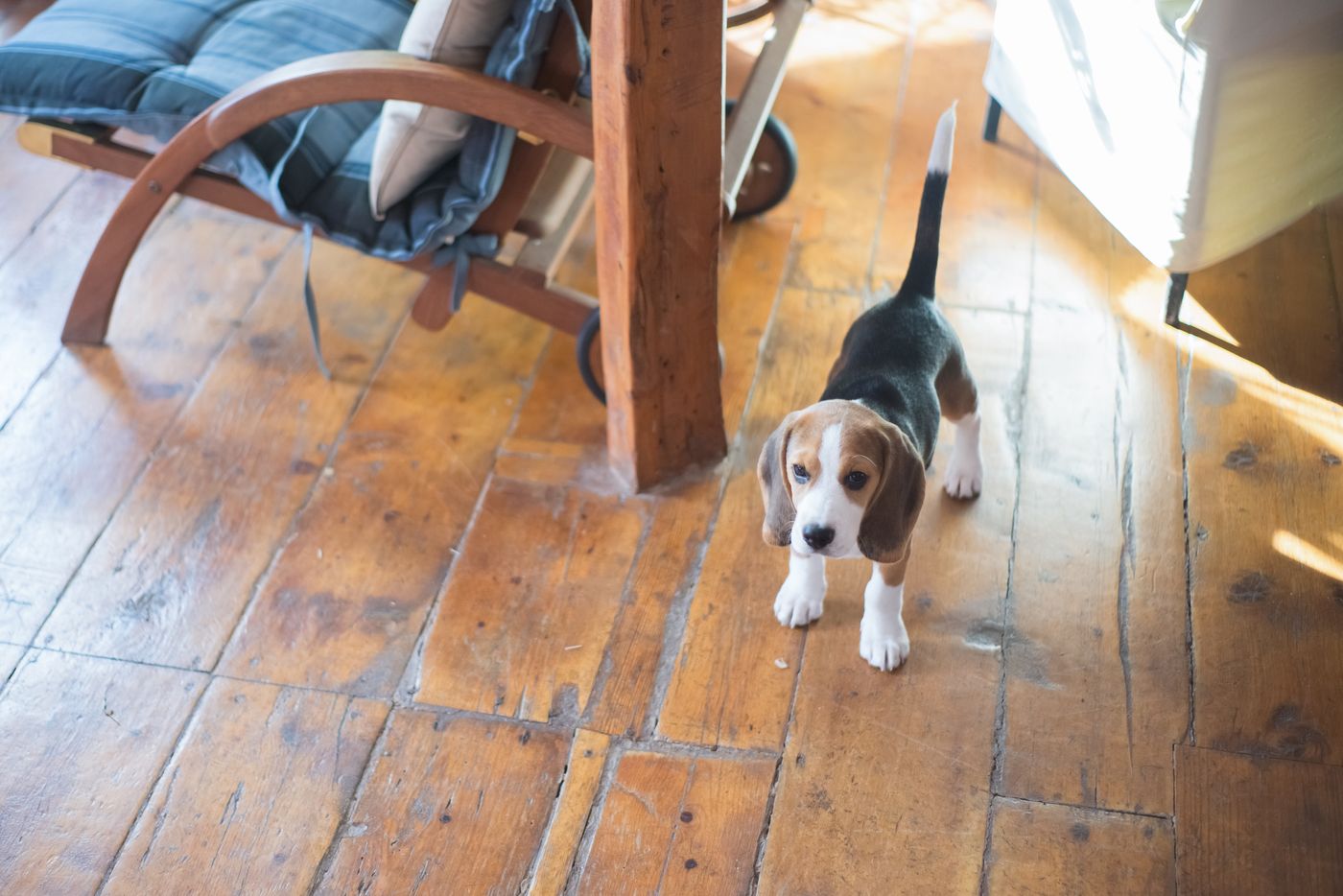 A beagle puppy exploring the wooden floor beneath a table.