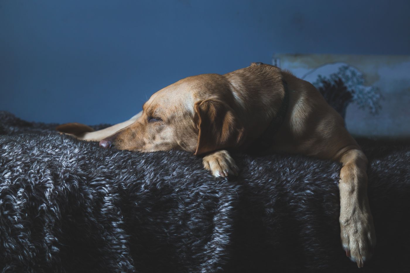 A dog asleep on a thick dark blanket.