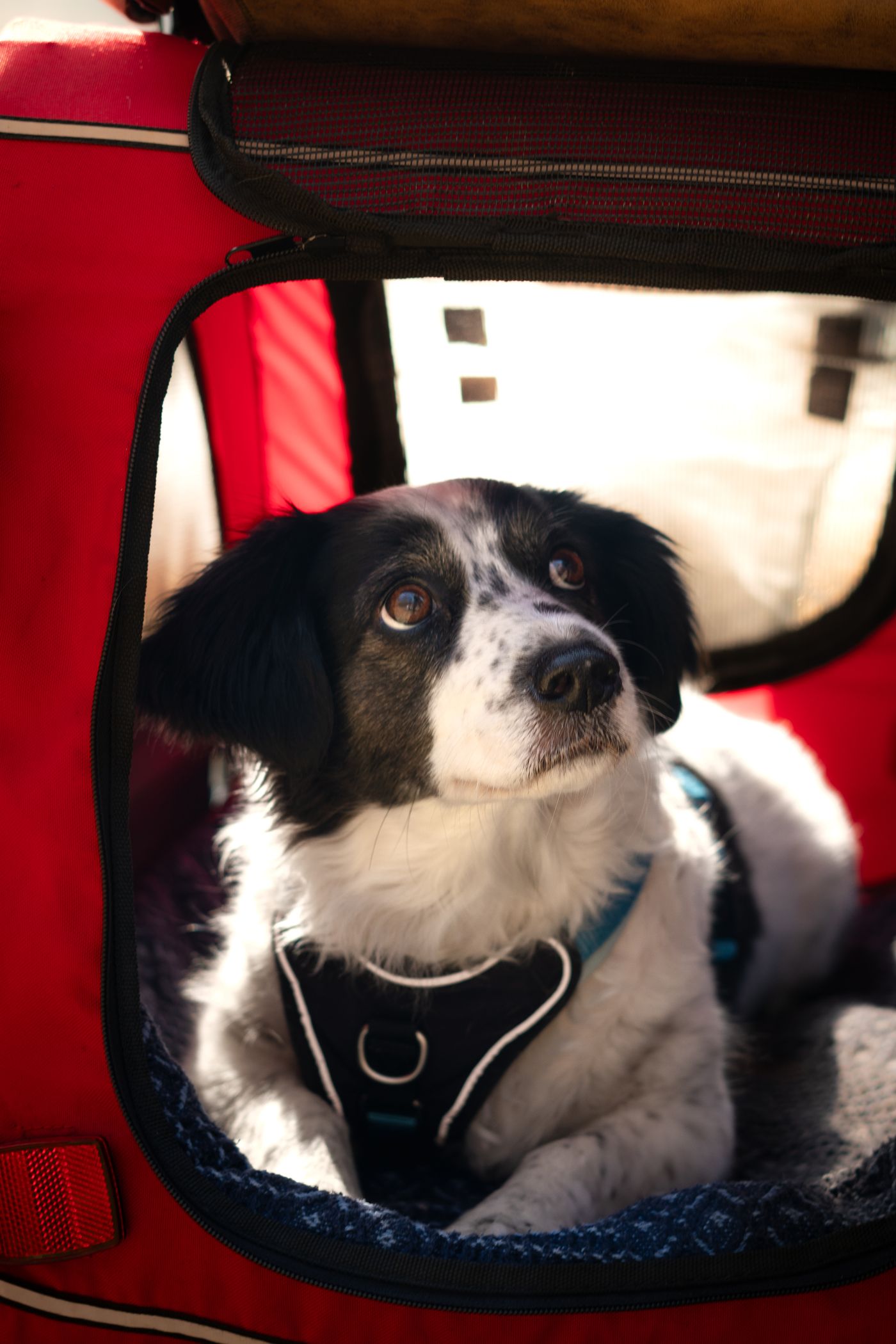 A small dog looking out through an open fabric carrier.