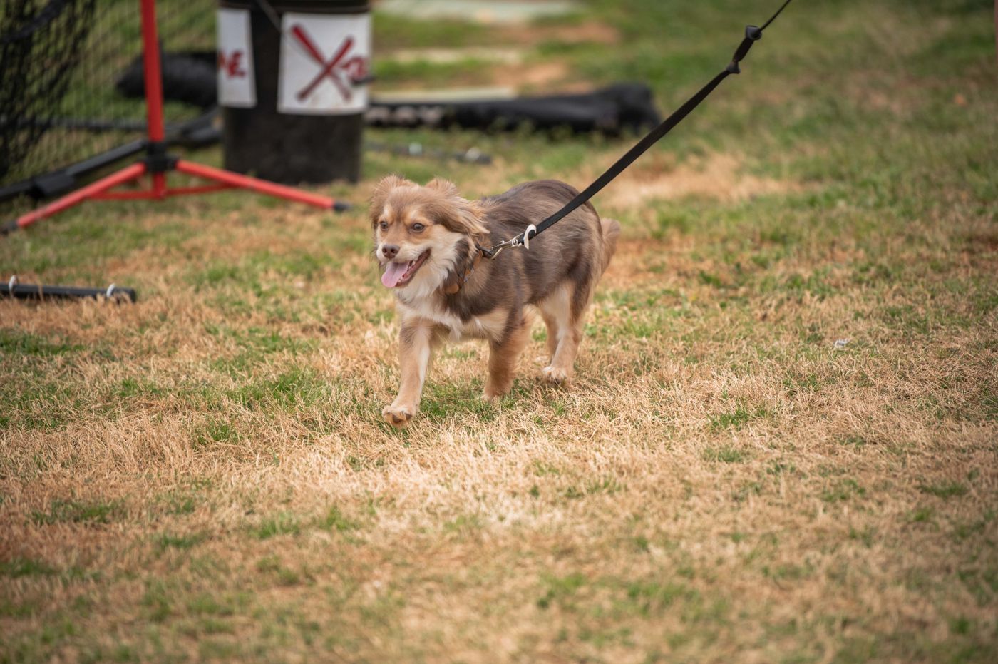 A small dog on a lead exploring an outdoor path.