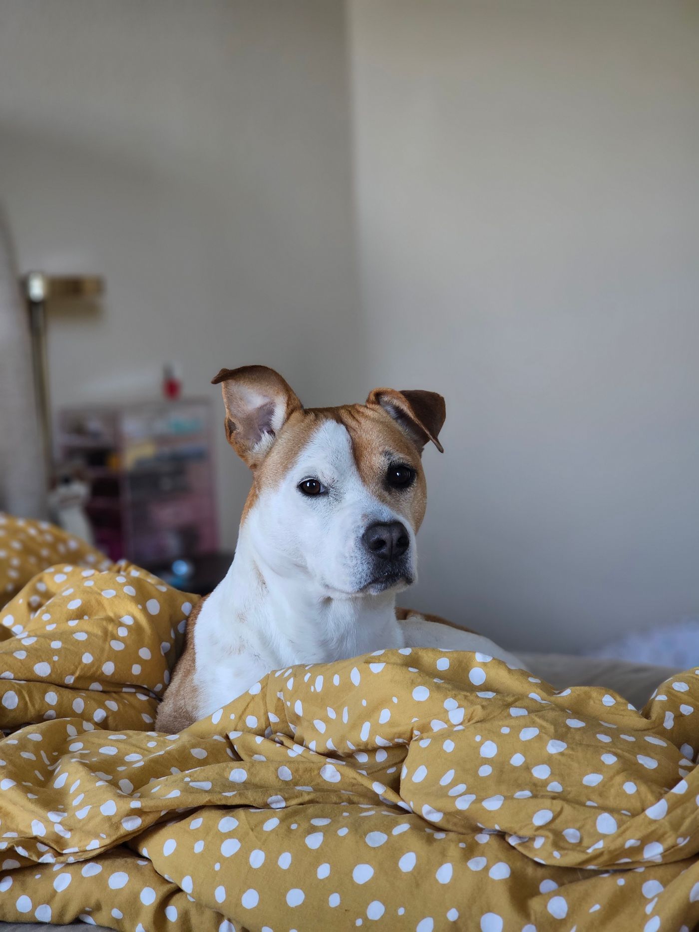 A dog watching from a bed with patterned covers.
