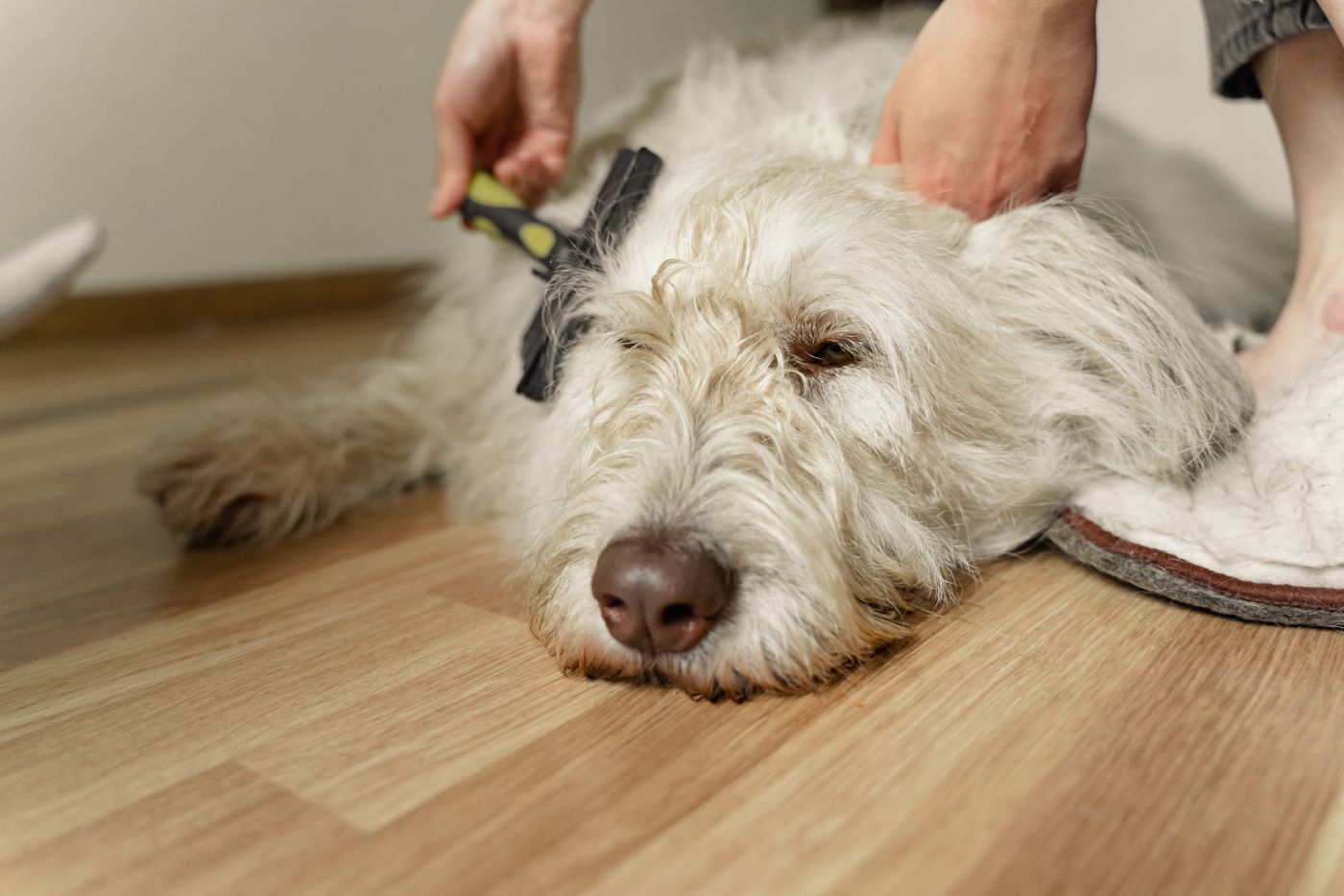 A person gently brushing a white dog's coat on the floor.