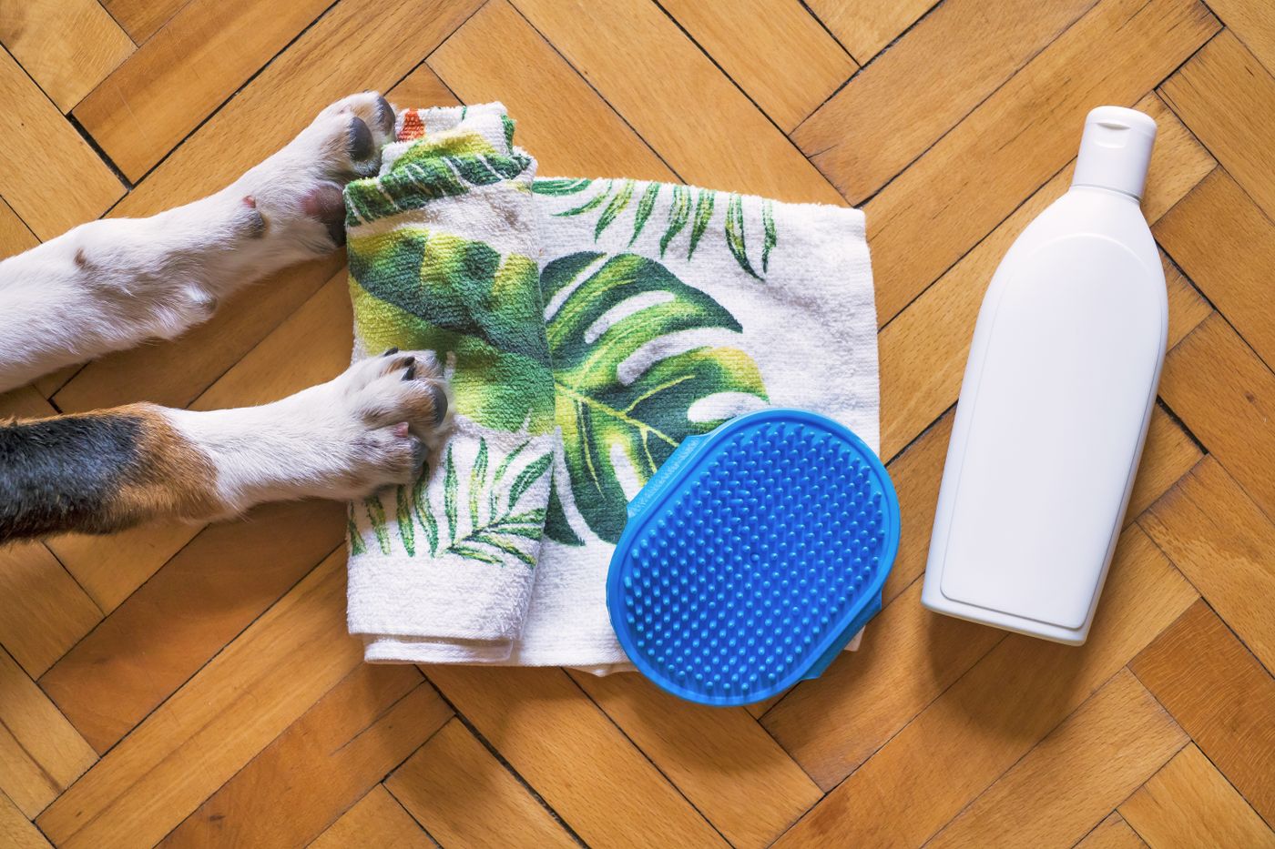 A brush, towel and wash supplies arranged beside a dog's paws.