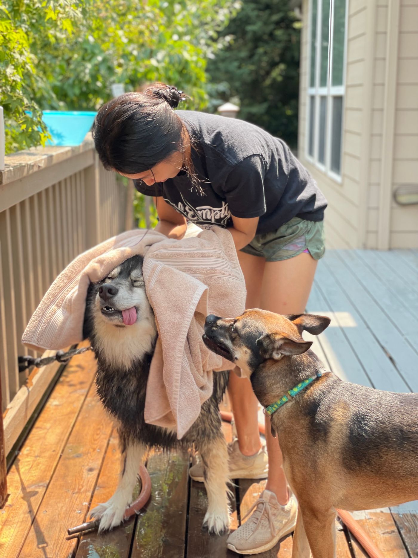 A person drying dogs with a towel on an outdoor deck.