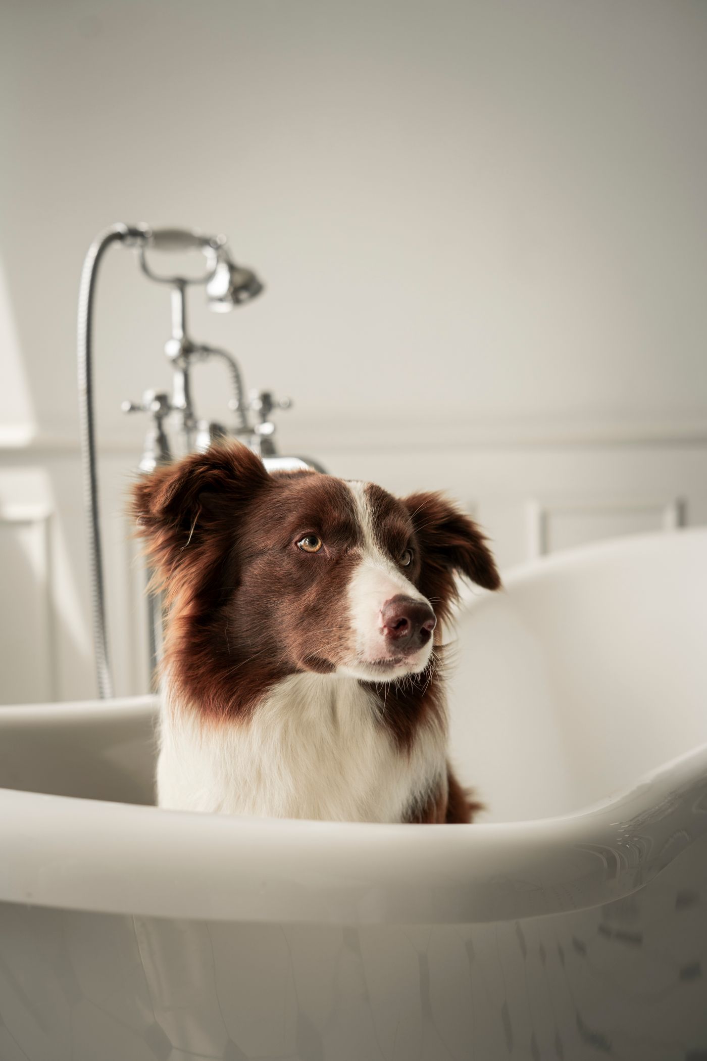 A dog sitting inside a white bathtub.