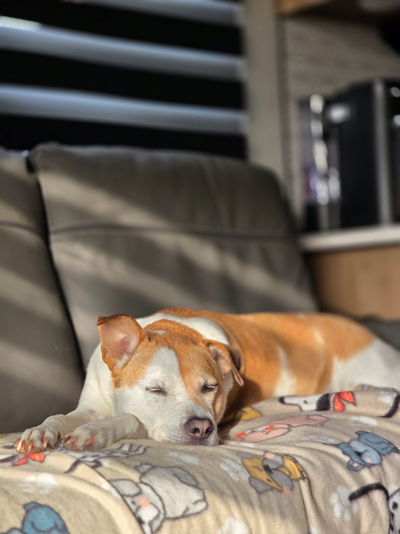 A dog sleeping on a colourful blanket at home.
