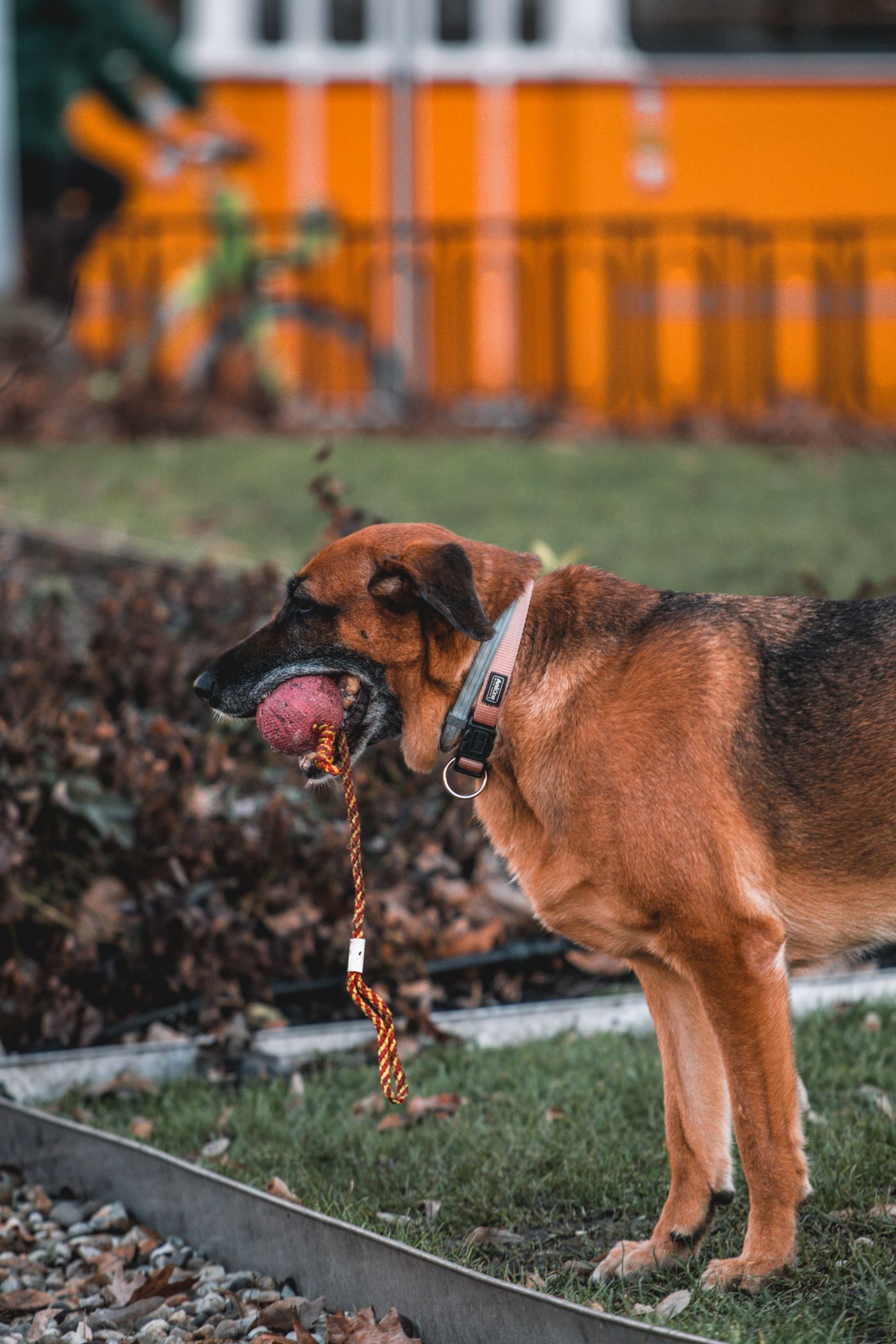 A dog holding a well-used rope toy outdoors.
