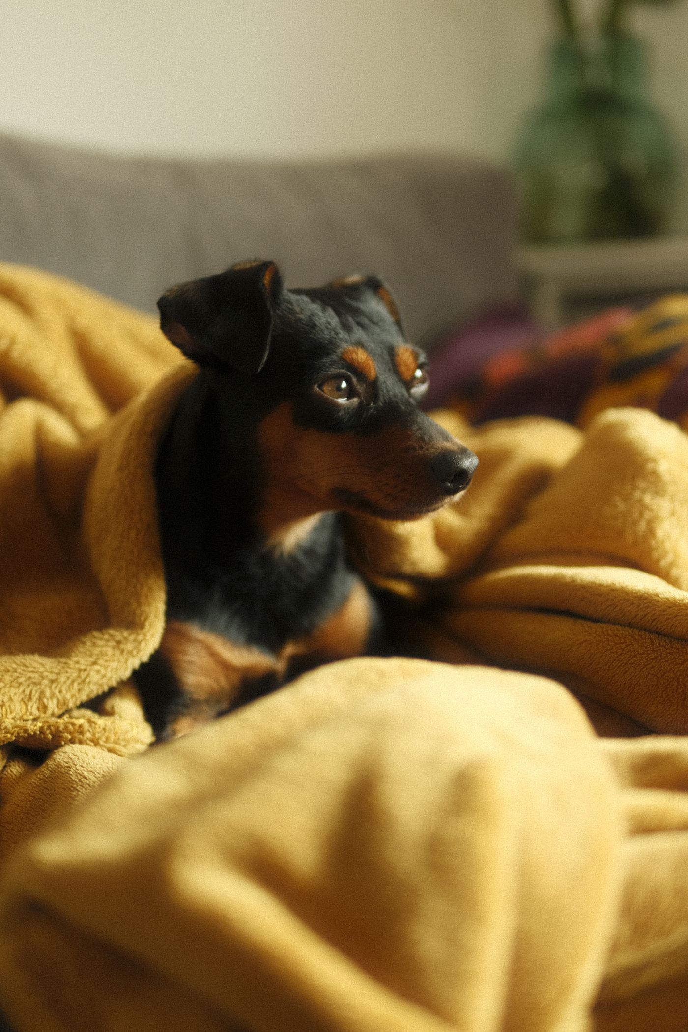 A small dog nestled in a soft yellow blanket.