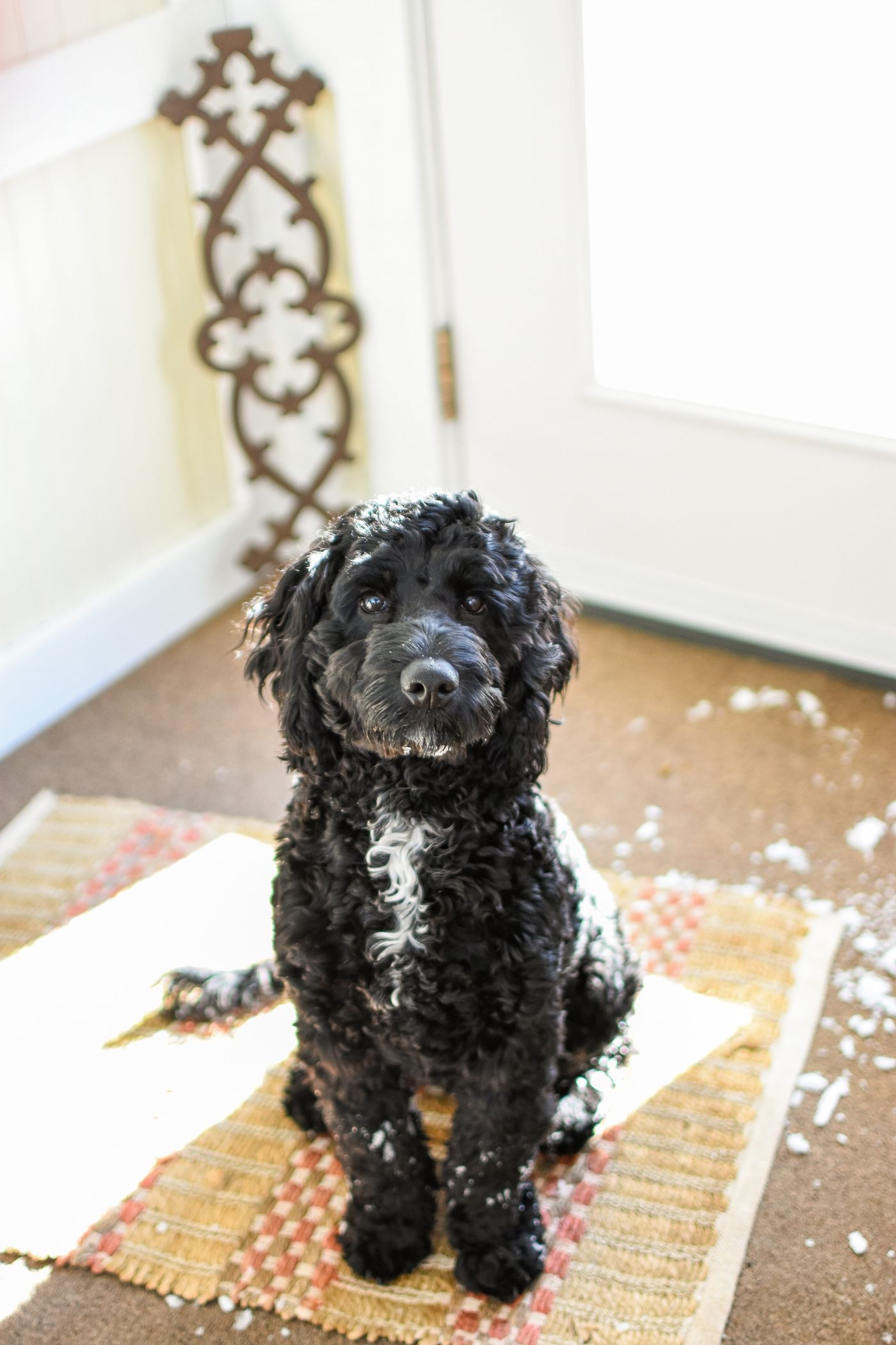 A curly-coated dog beside an entrance mat after a snowy outing.