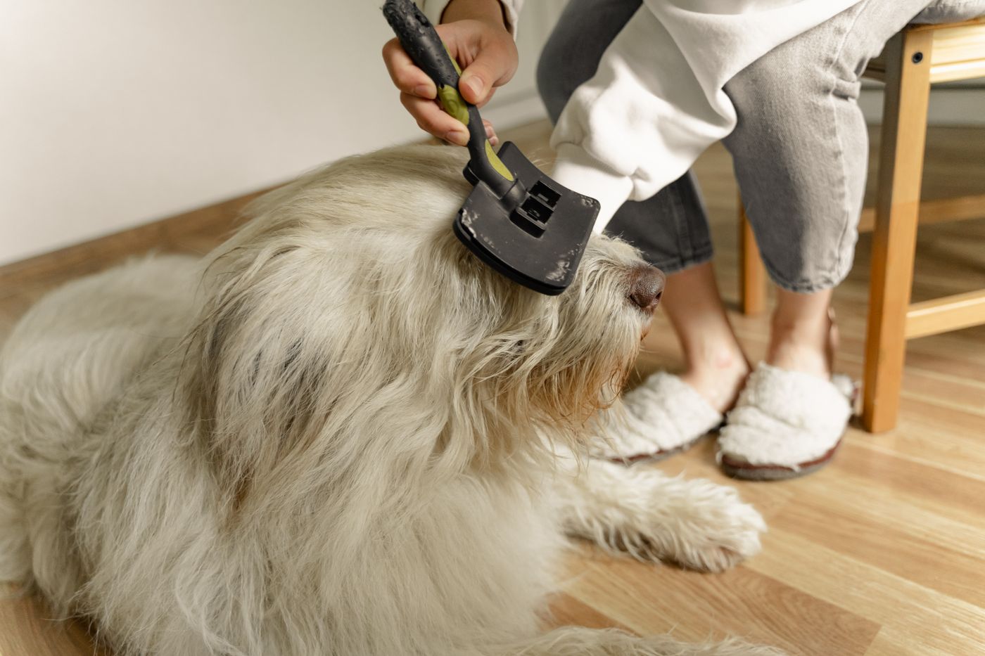 A person brushing a large dog's coat at floor level.
