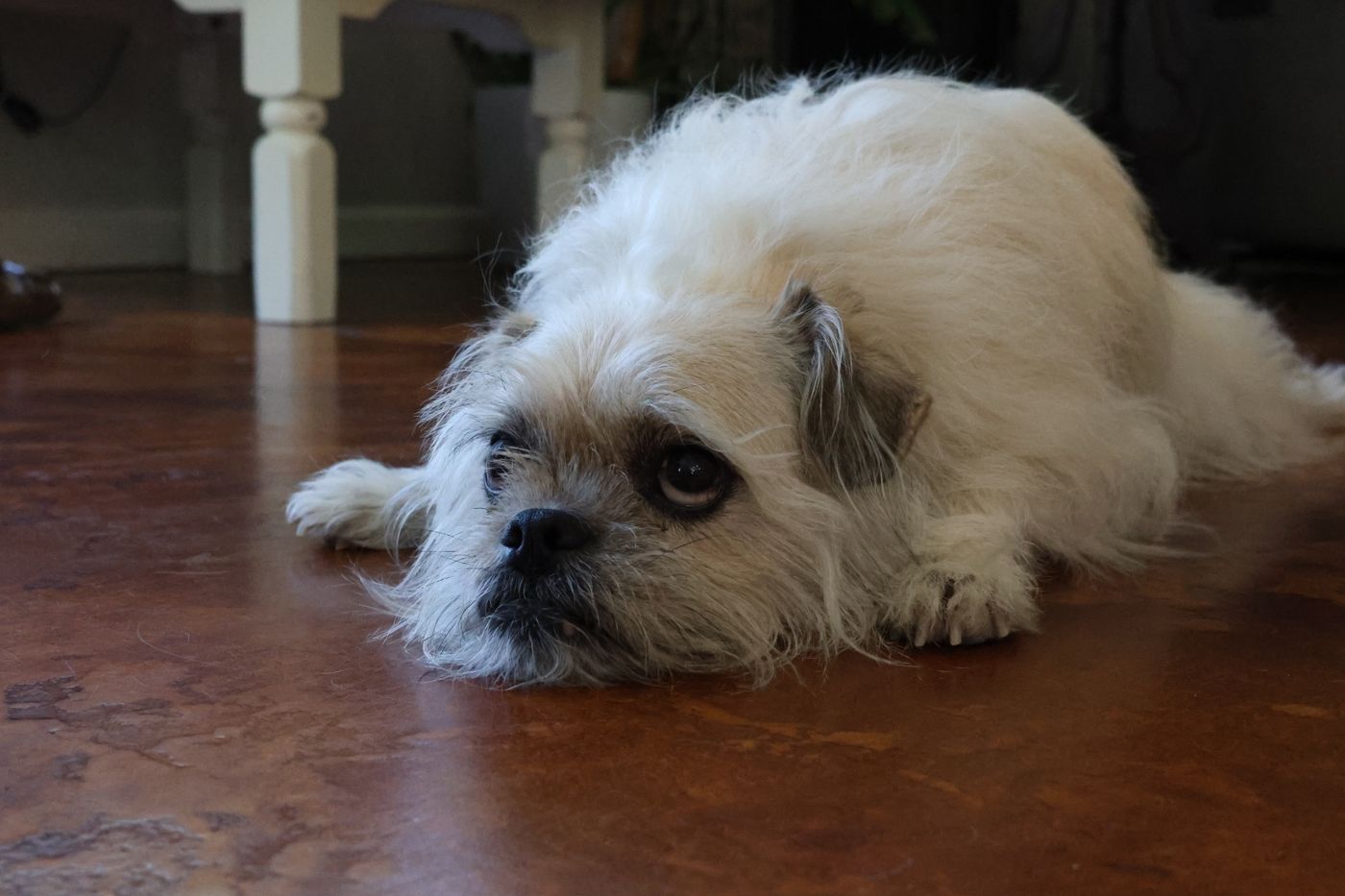 A small dog resting in a quiet spot on a wooden floor.
