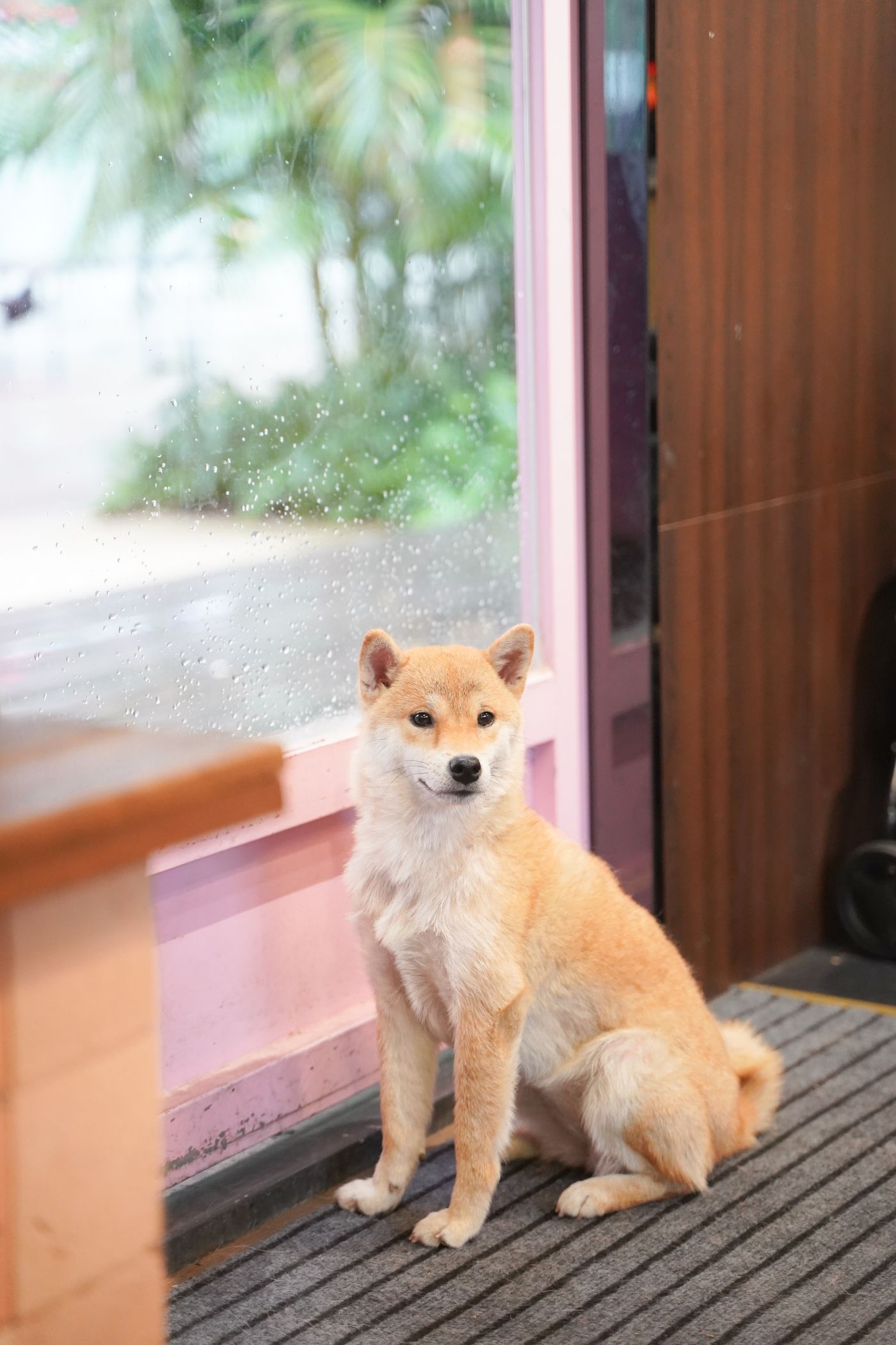 A dog sitting on an indoor mat beside a window.