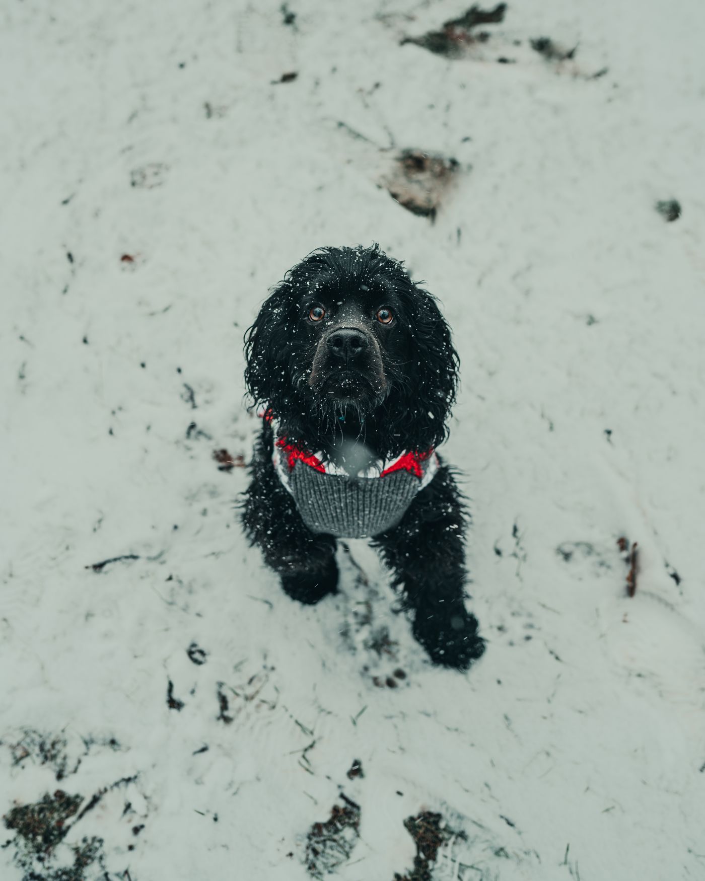 A black dog wearing a sweater in the snow.