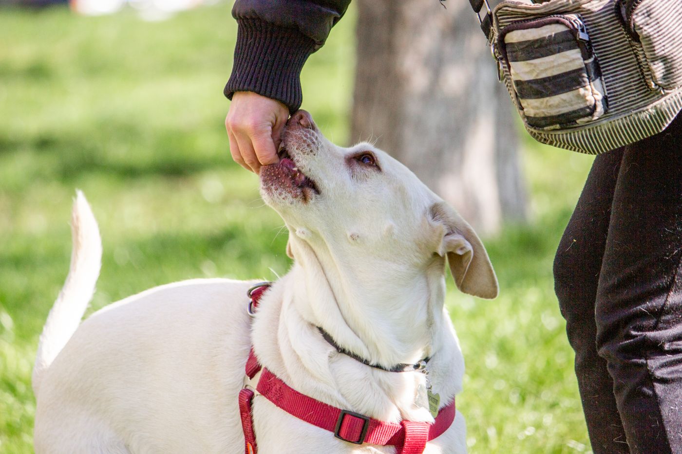 A person with a waist pouch rewarding a dog outdoors.