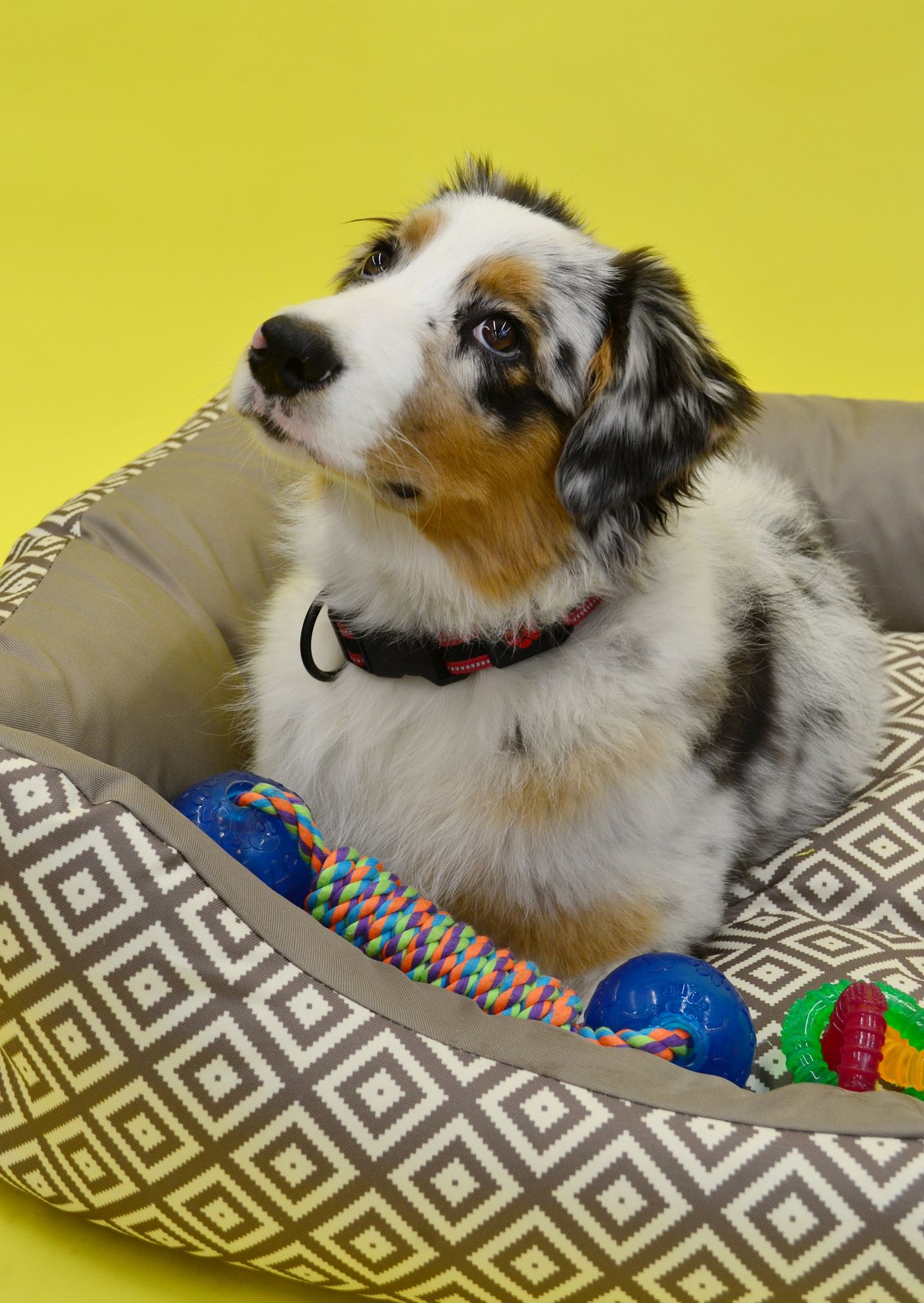A dog resting in a bed beside colourful toys.