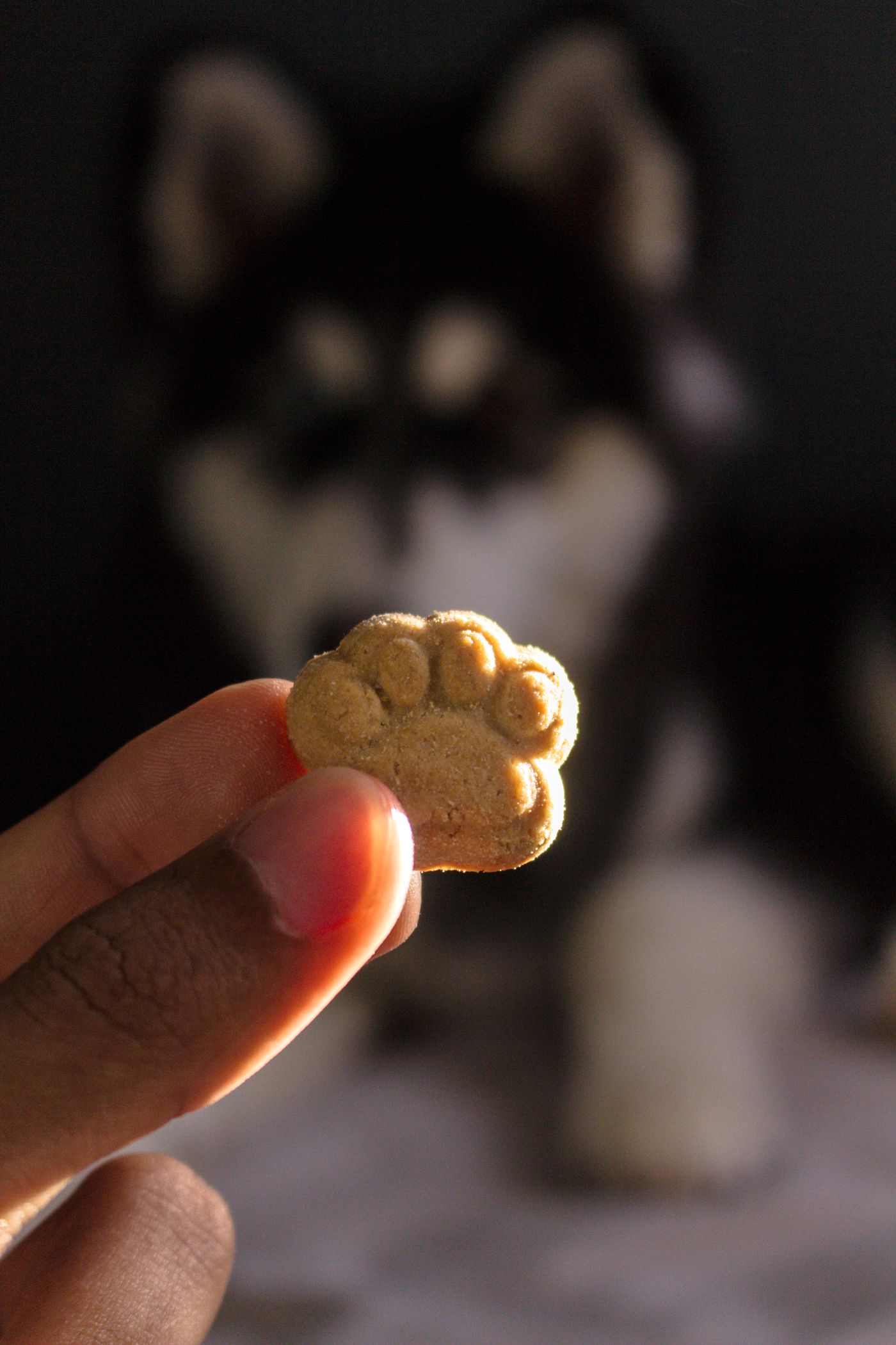 A hand holding a small dog treat with a dog behind it.