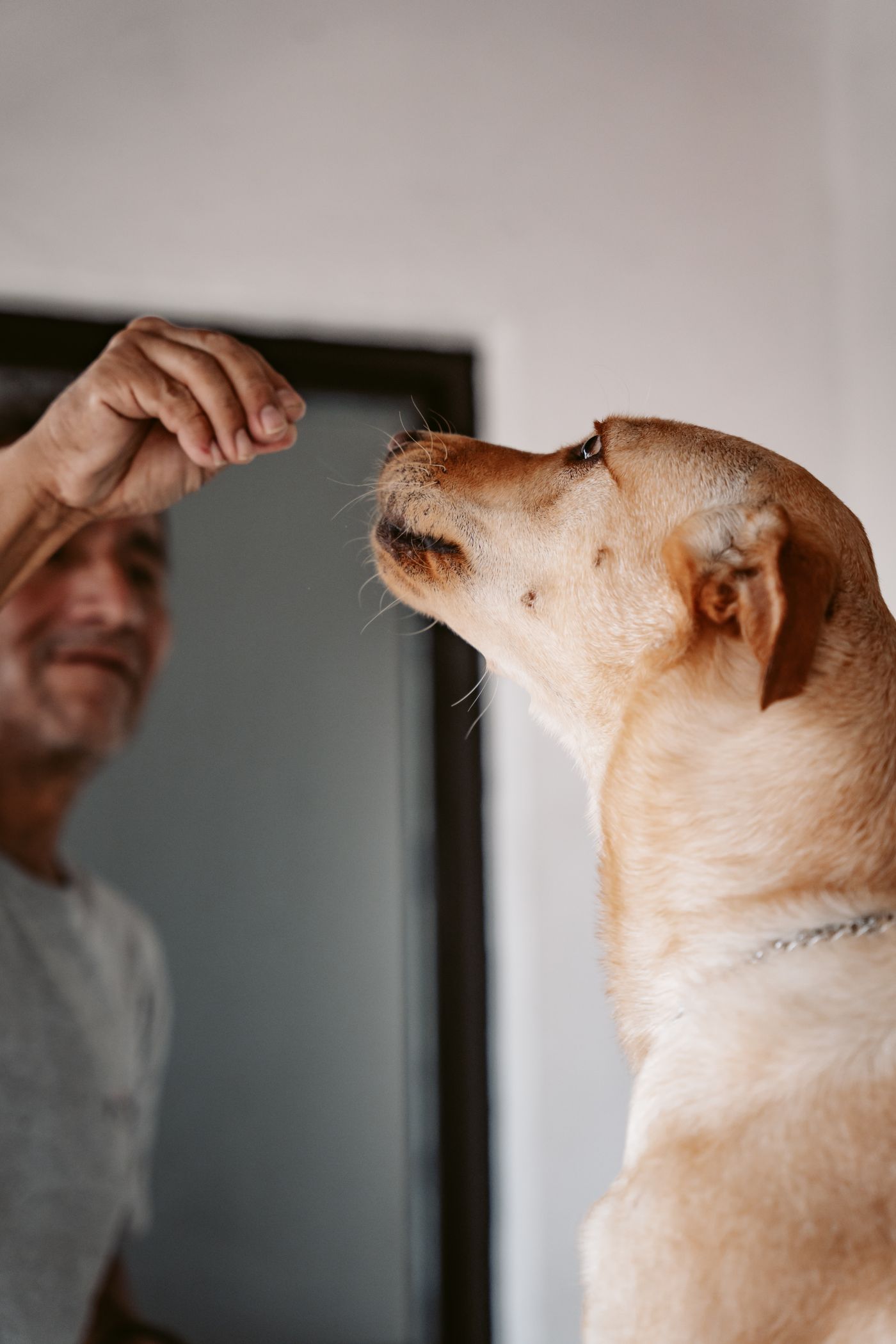 A dog watching a hand cue during an indoor training moment.