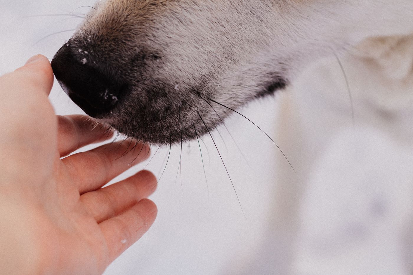 A dog's nose beside an open human hand.