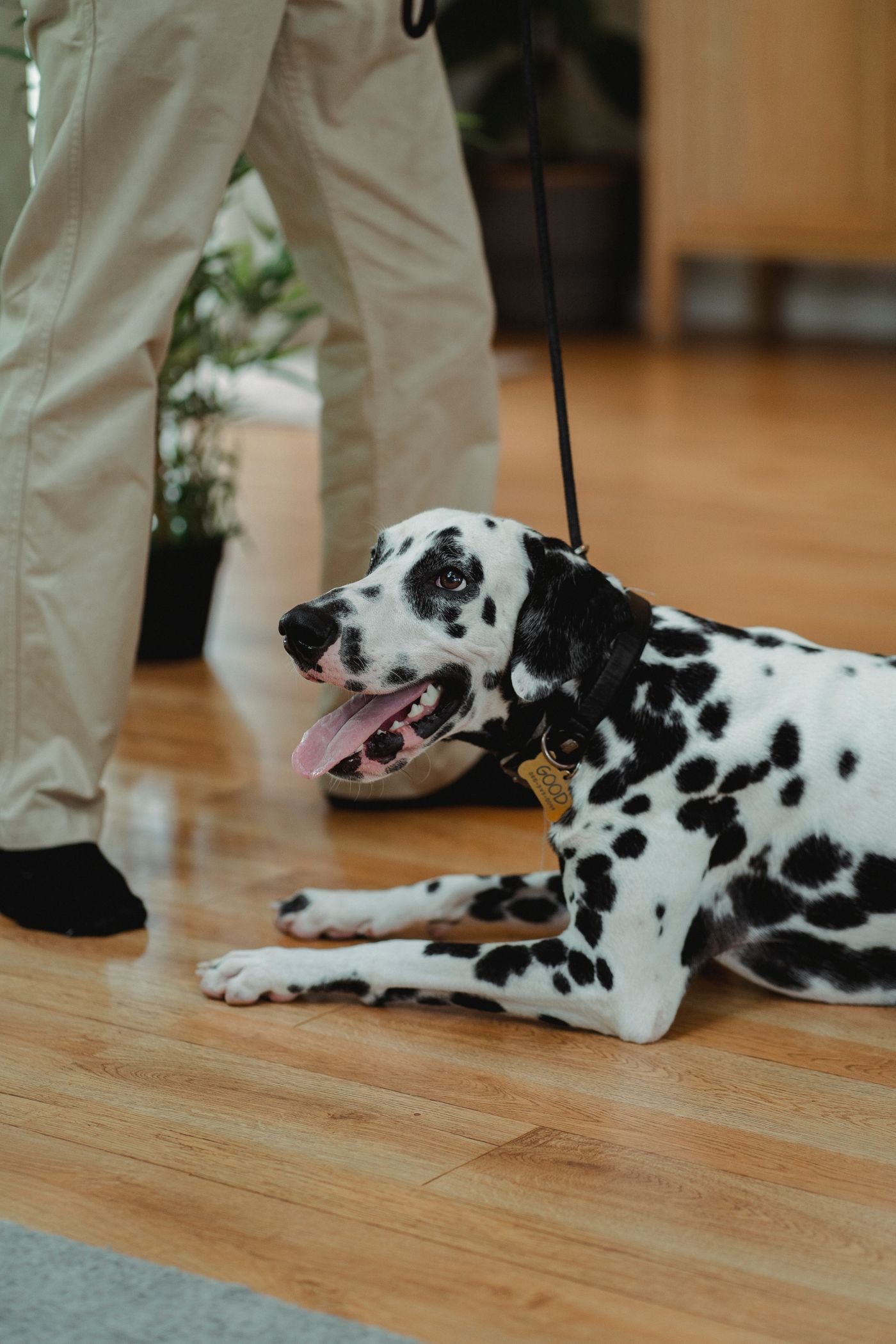 A dog lying on a wooden floor beside a person's feet.