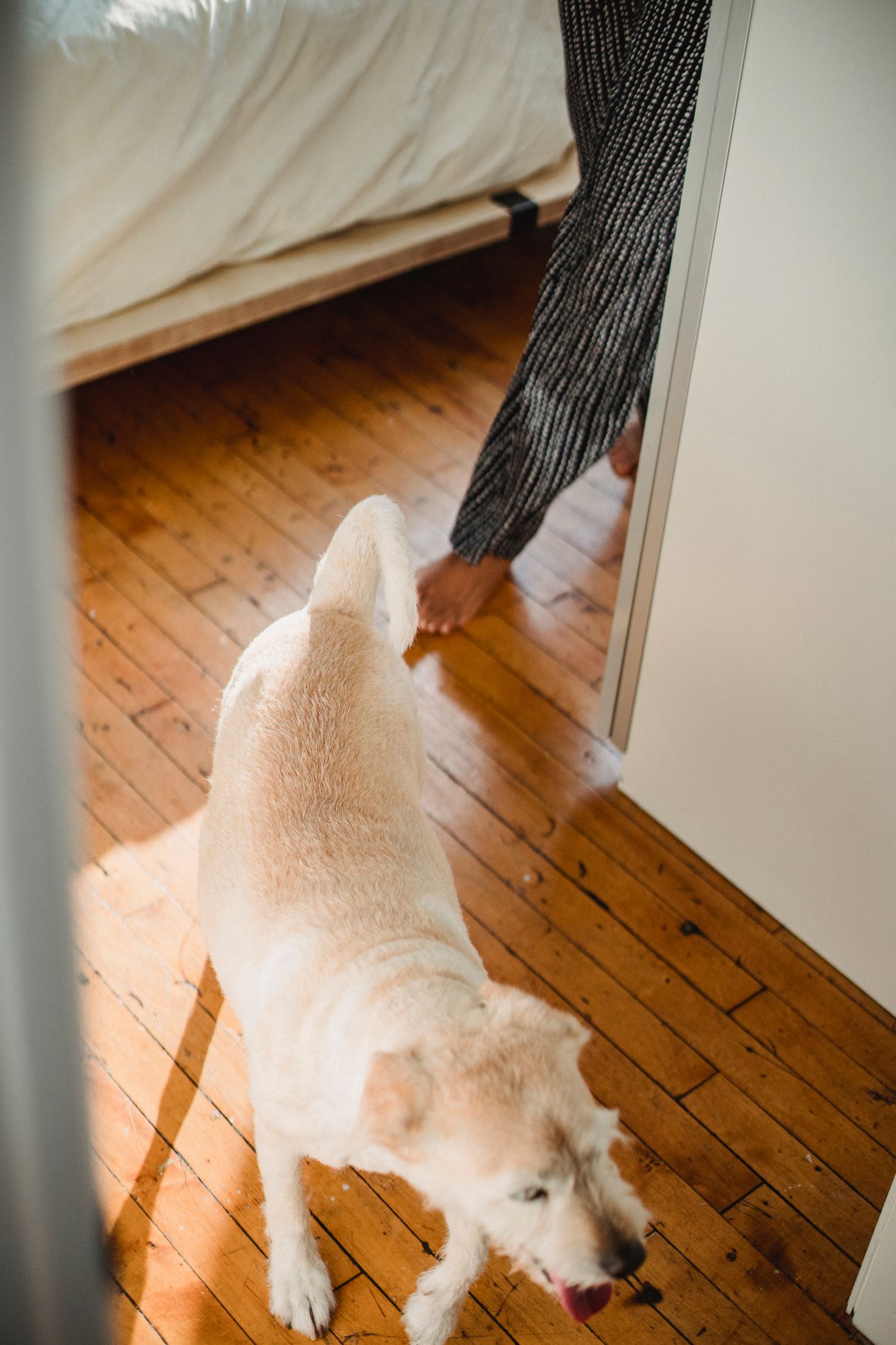A dog following a person across a wooden floor at home.