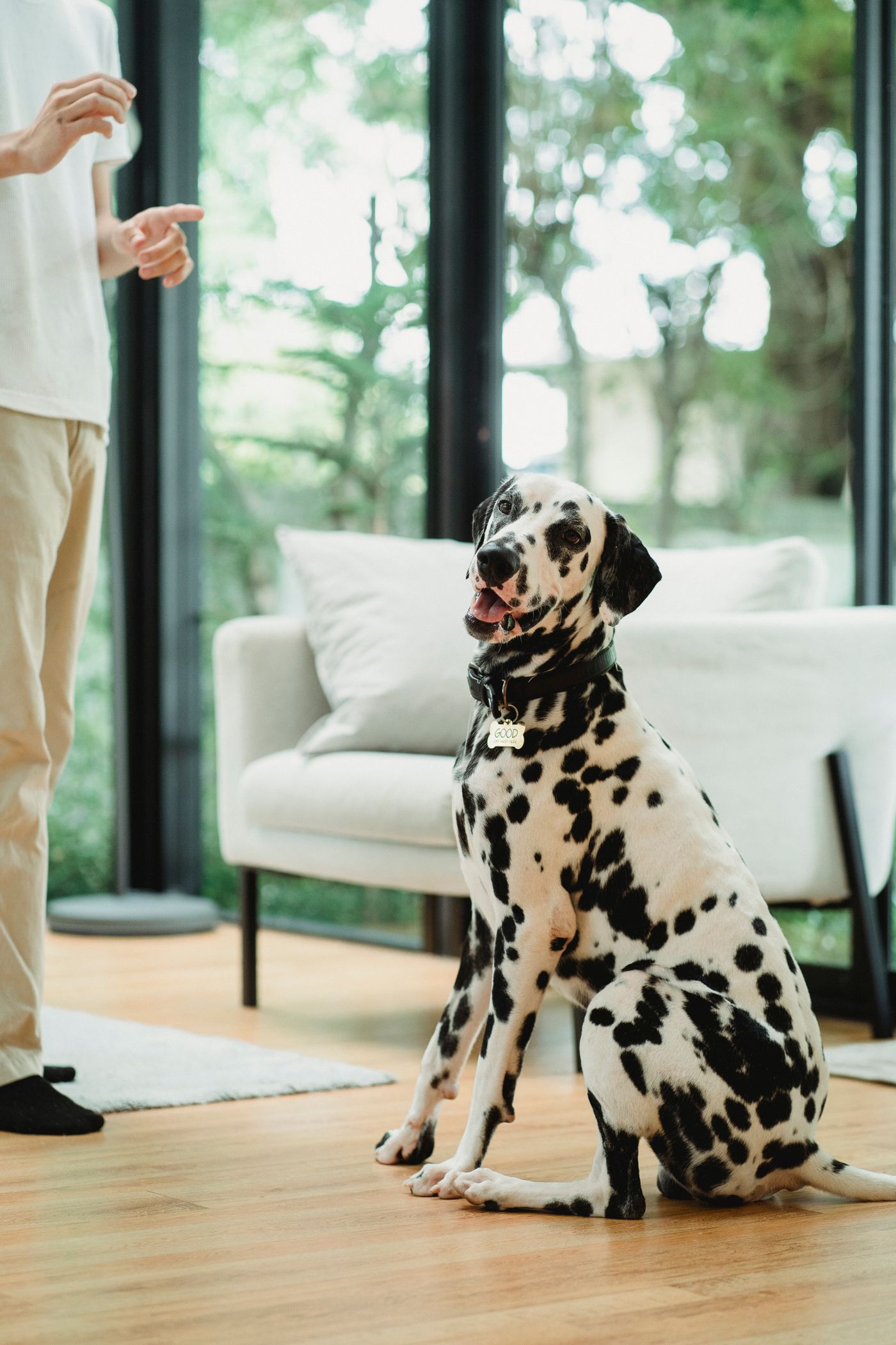 A Dalmatian sitting beside a standing person indoors.
