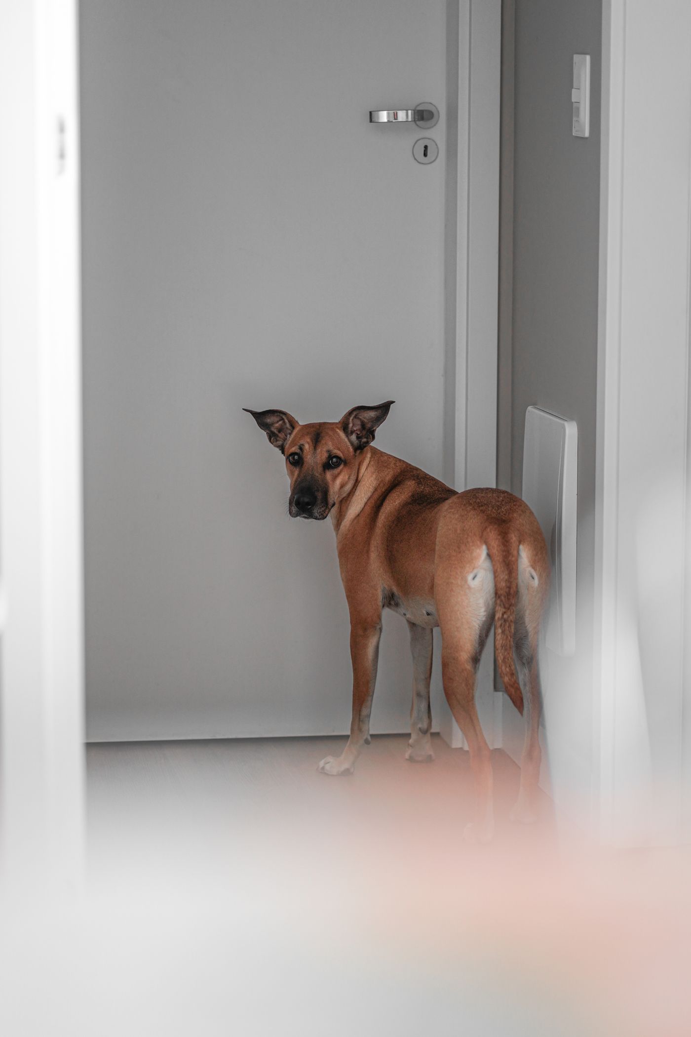 A dog standing by an indoor door and looking back.