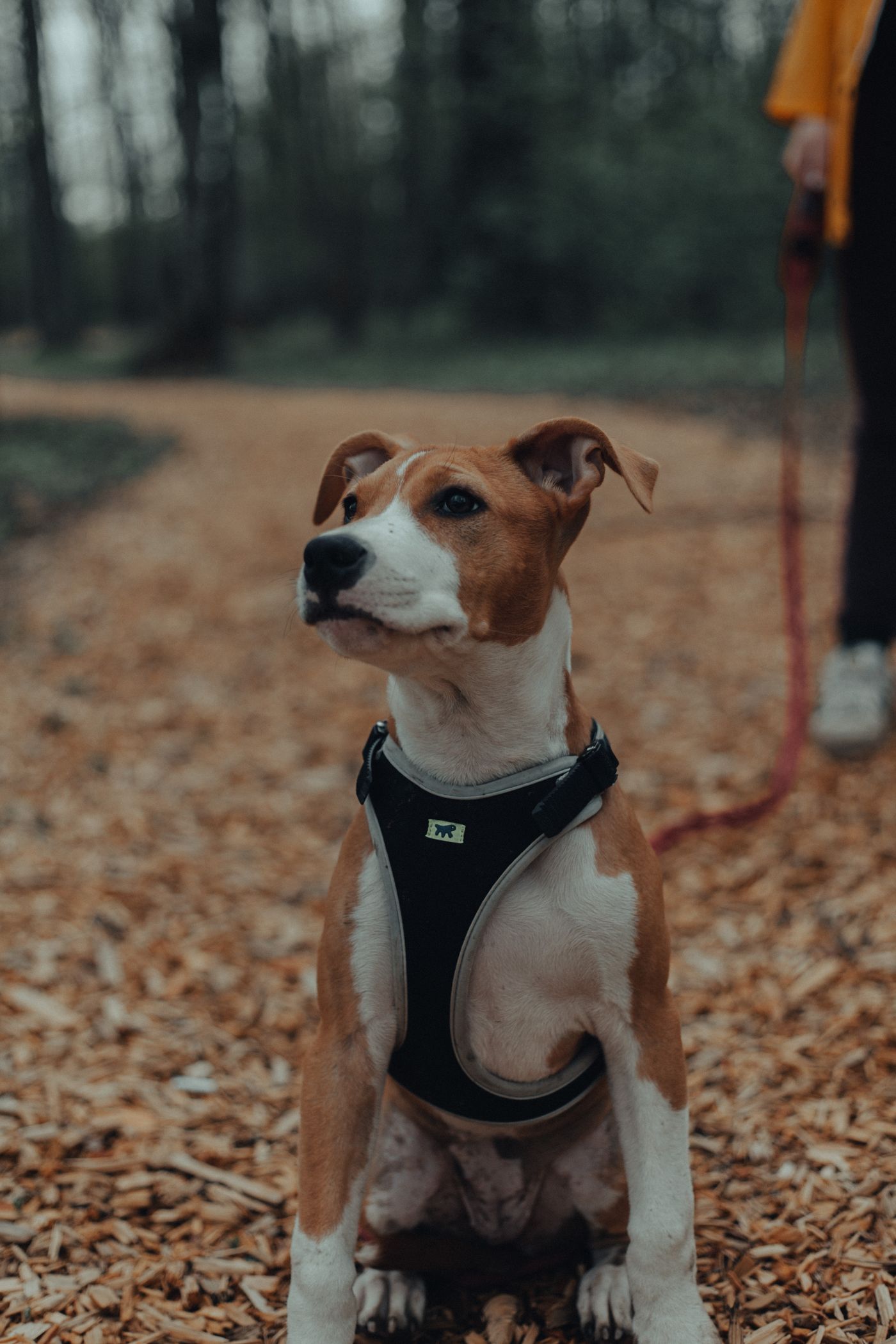 A dog in a harness looking up toward its walker.
