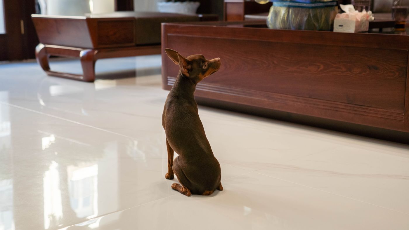 A dog sitting on the floor beside living-room furniture.