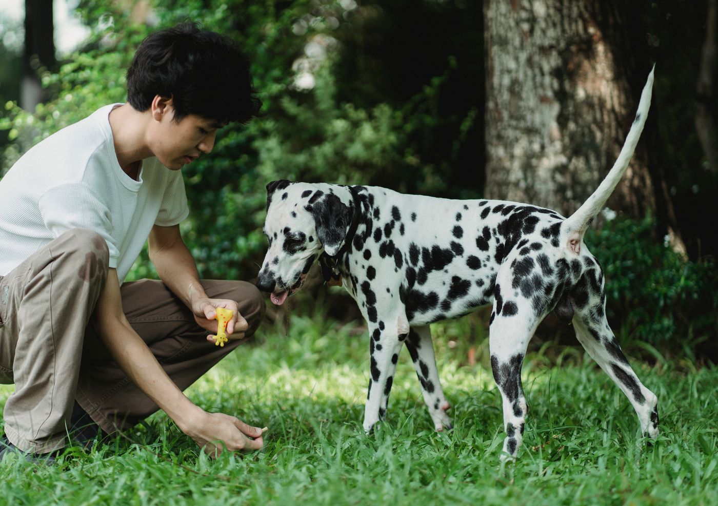 A person kneeling beside a standing Dalmatian on grass.