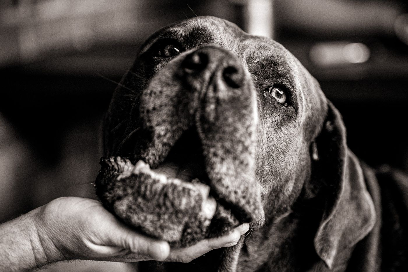 A large dog resting its chin above a person's hand.