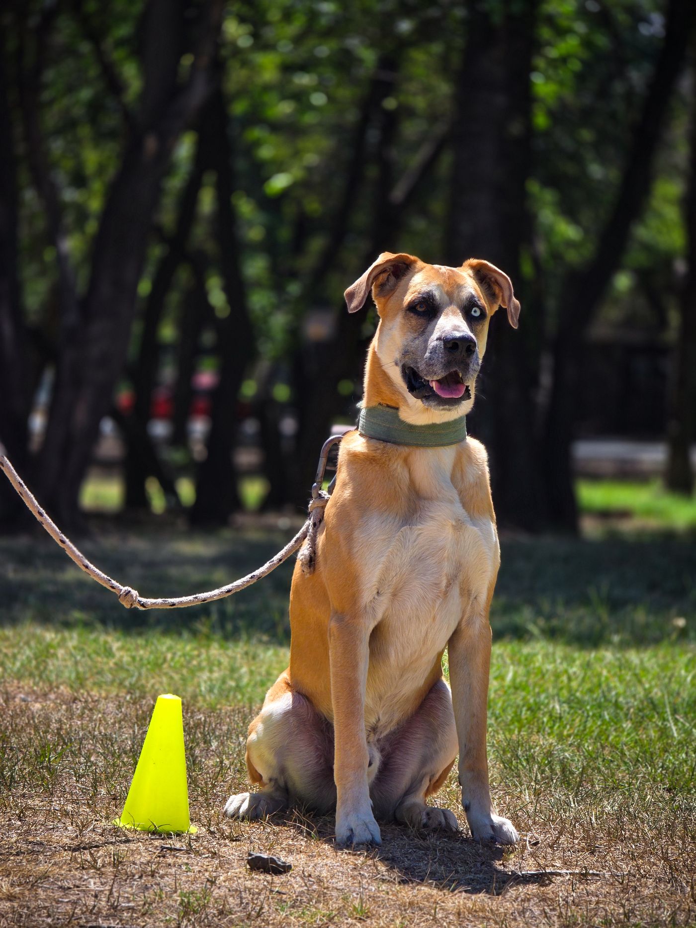 A dog sitting beside a small training cone outdoors.