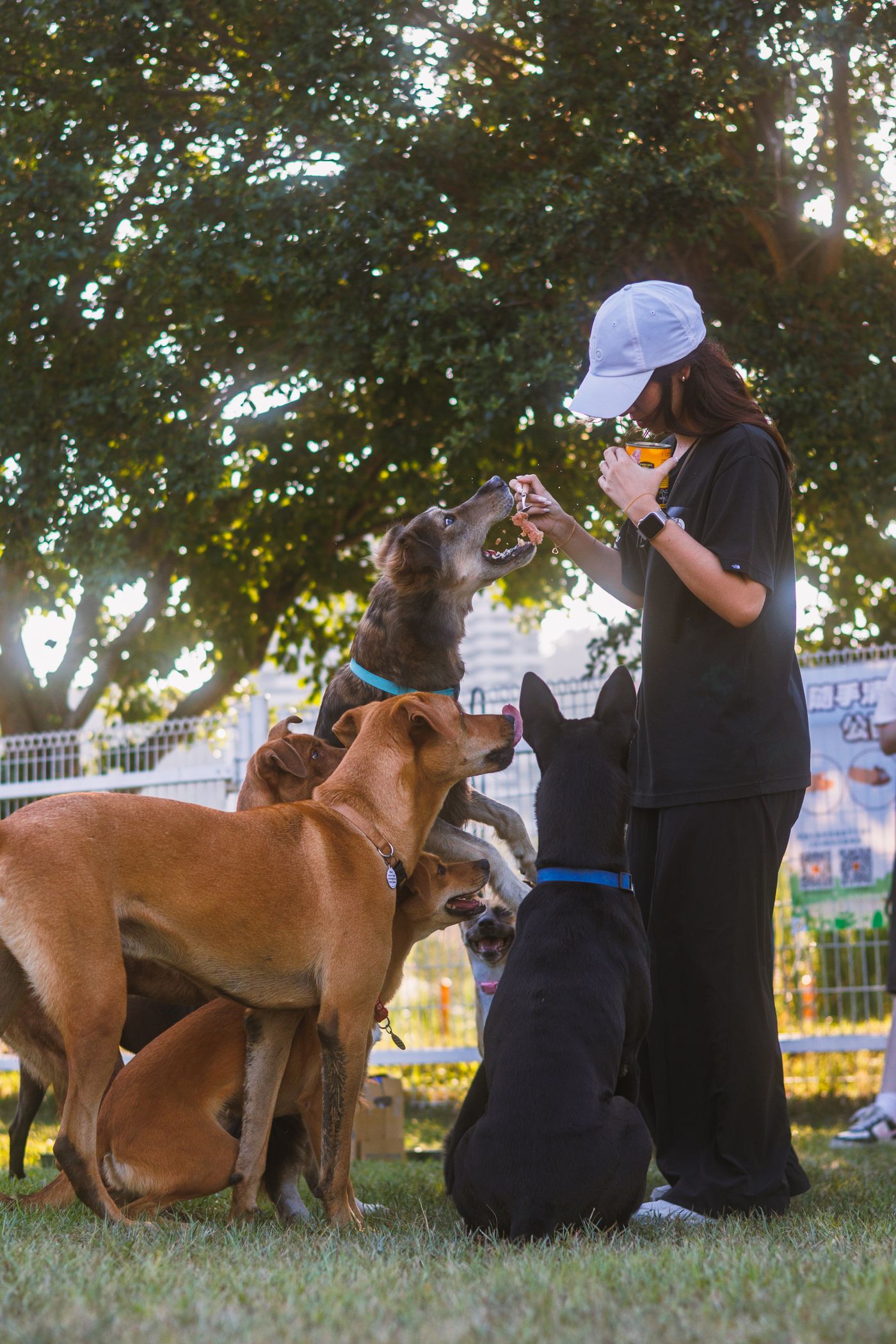 Several dogs gathered near a person practising outdoors.