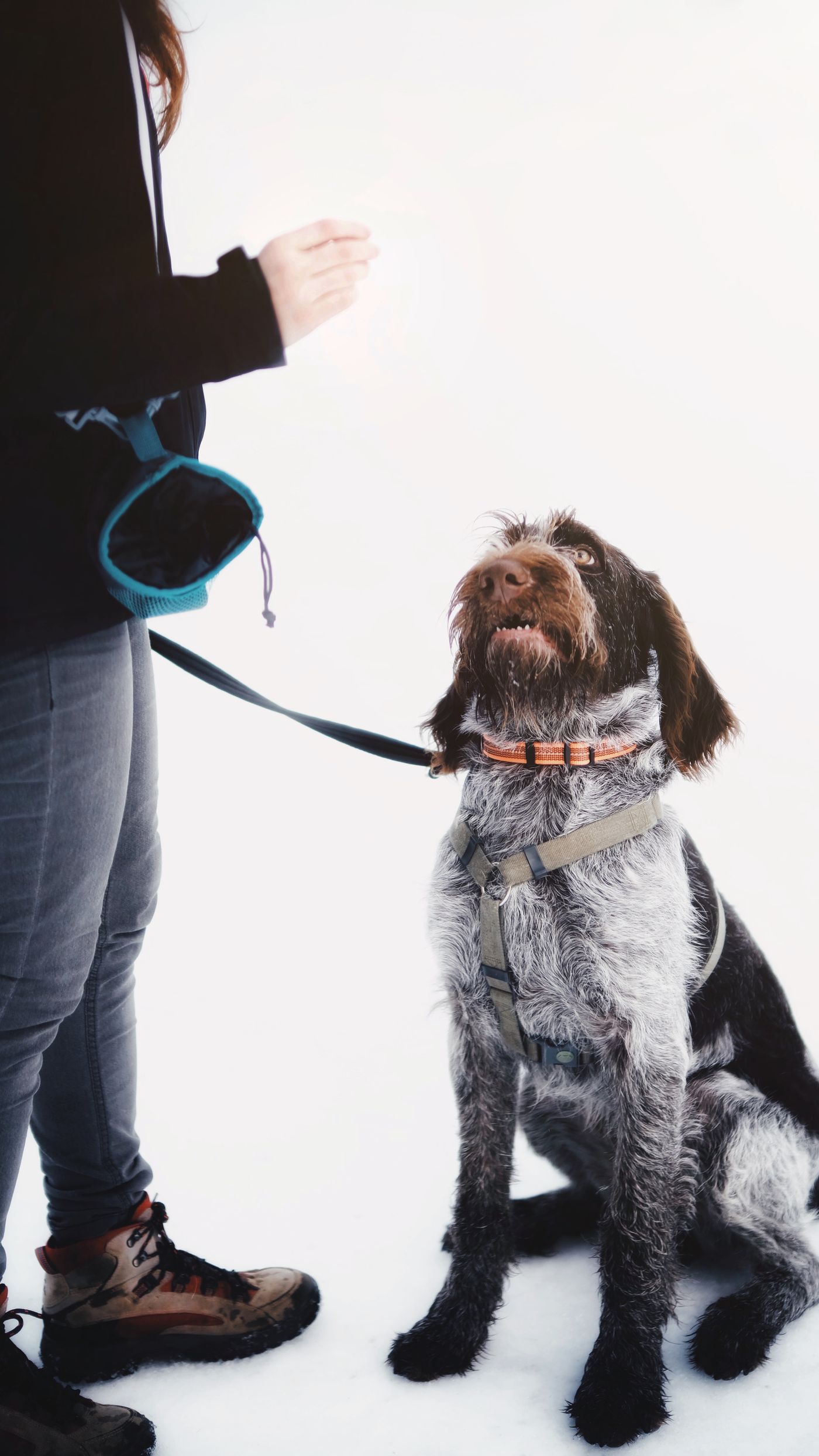 A dog attending to a person holding a reward.