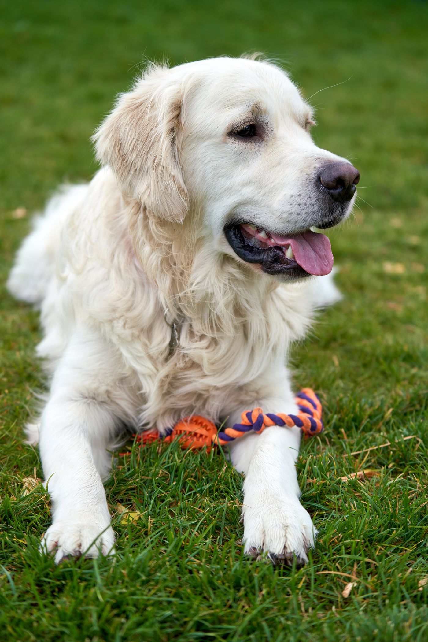 A dog resting on grass with a rope toy.