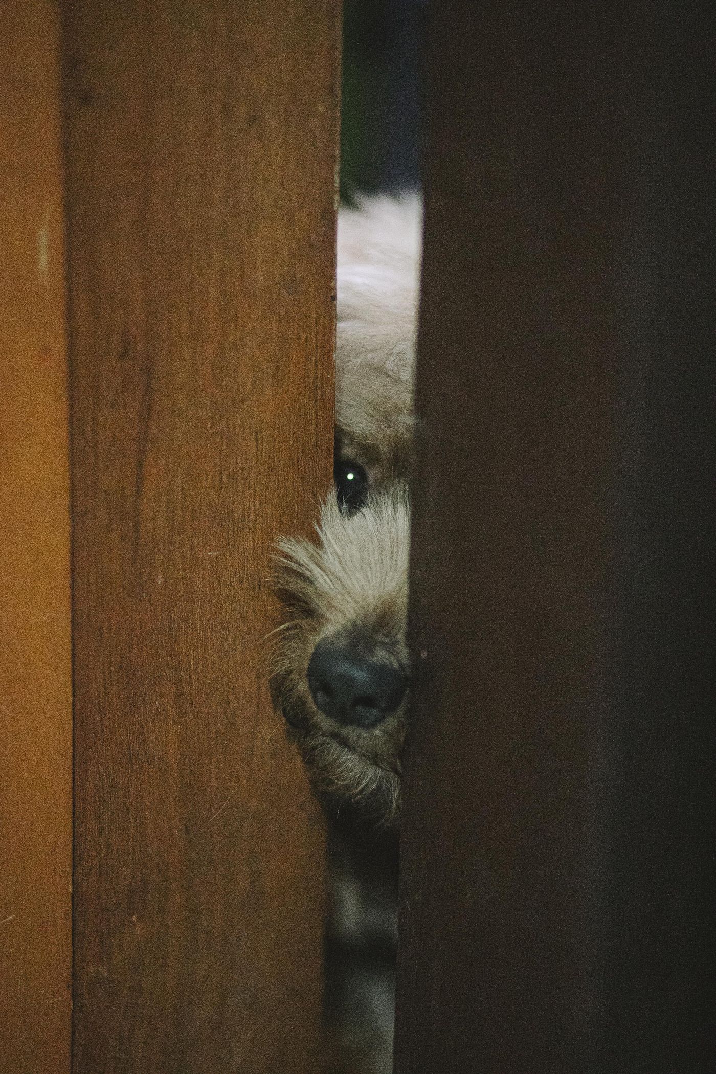 A small dog peeking through an indoor doorway.