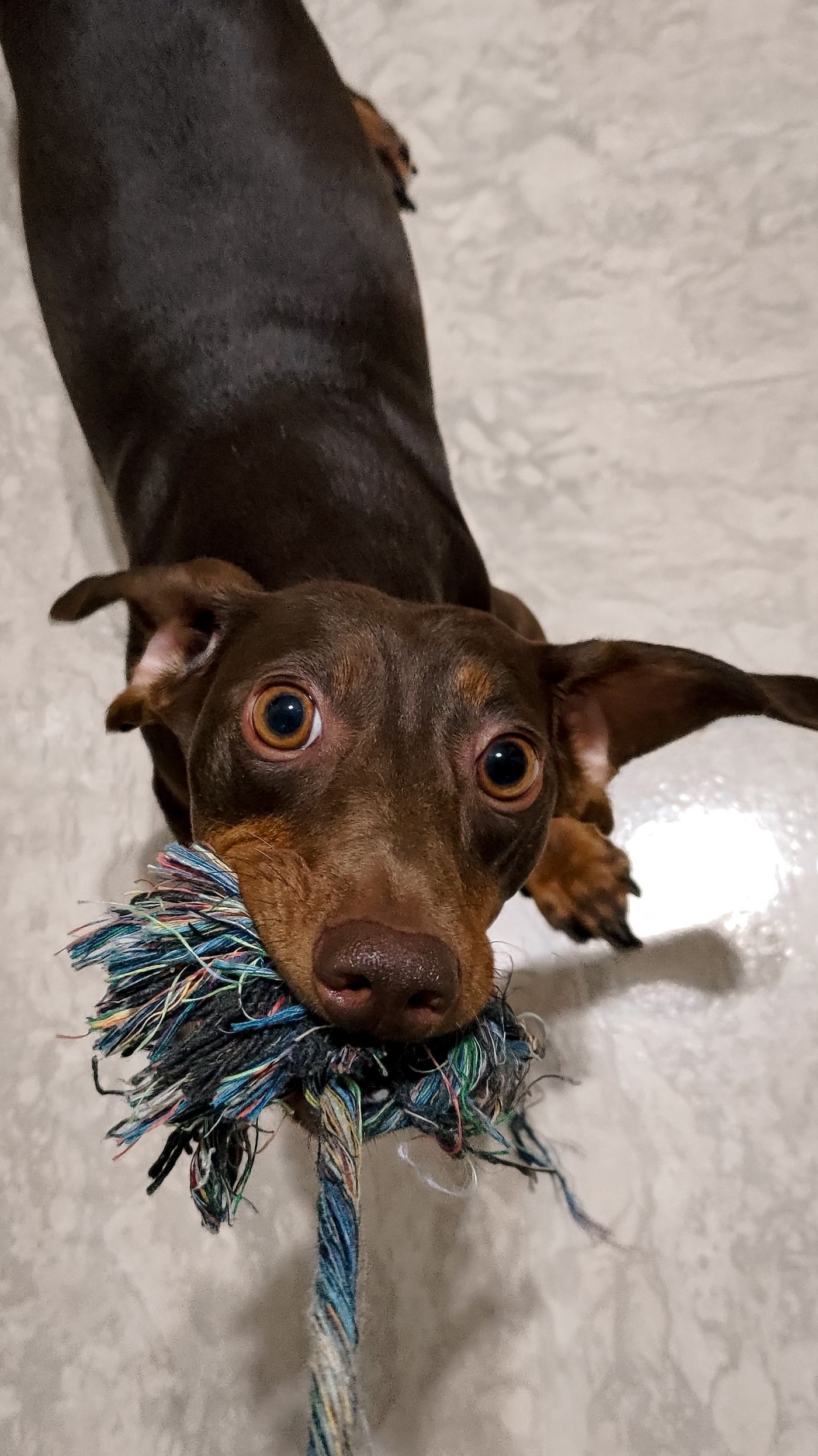 A dachshund holding a rope toy during indoor play.