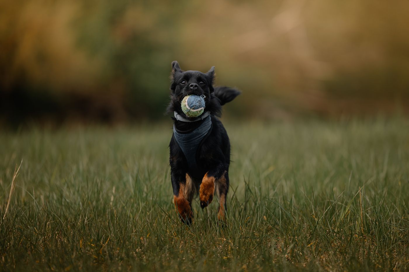 A dog running across grass with a ball in its mouth.
