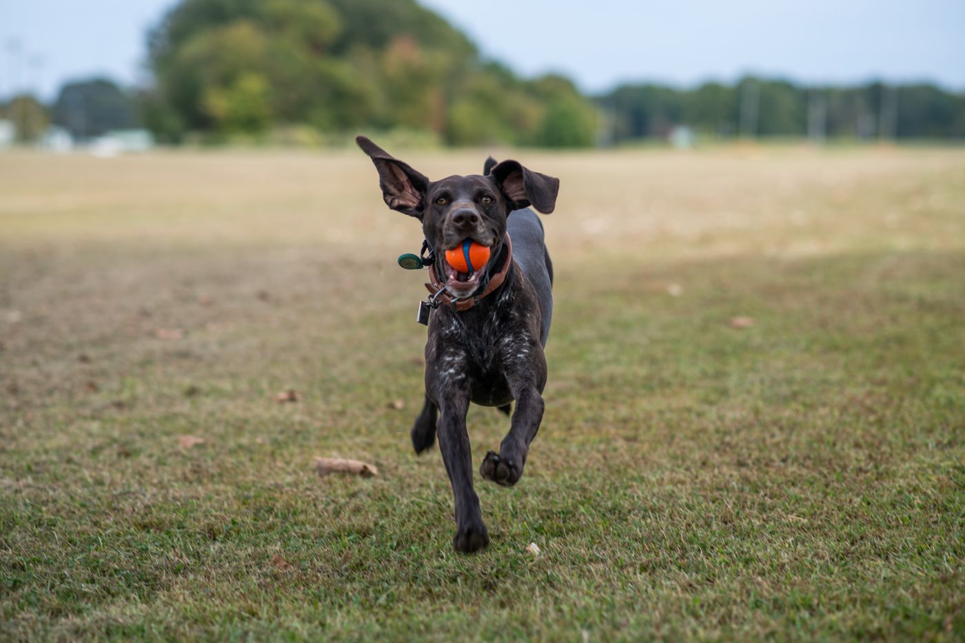 A dog carrying an orange ball across an open field.
