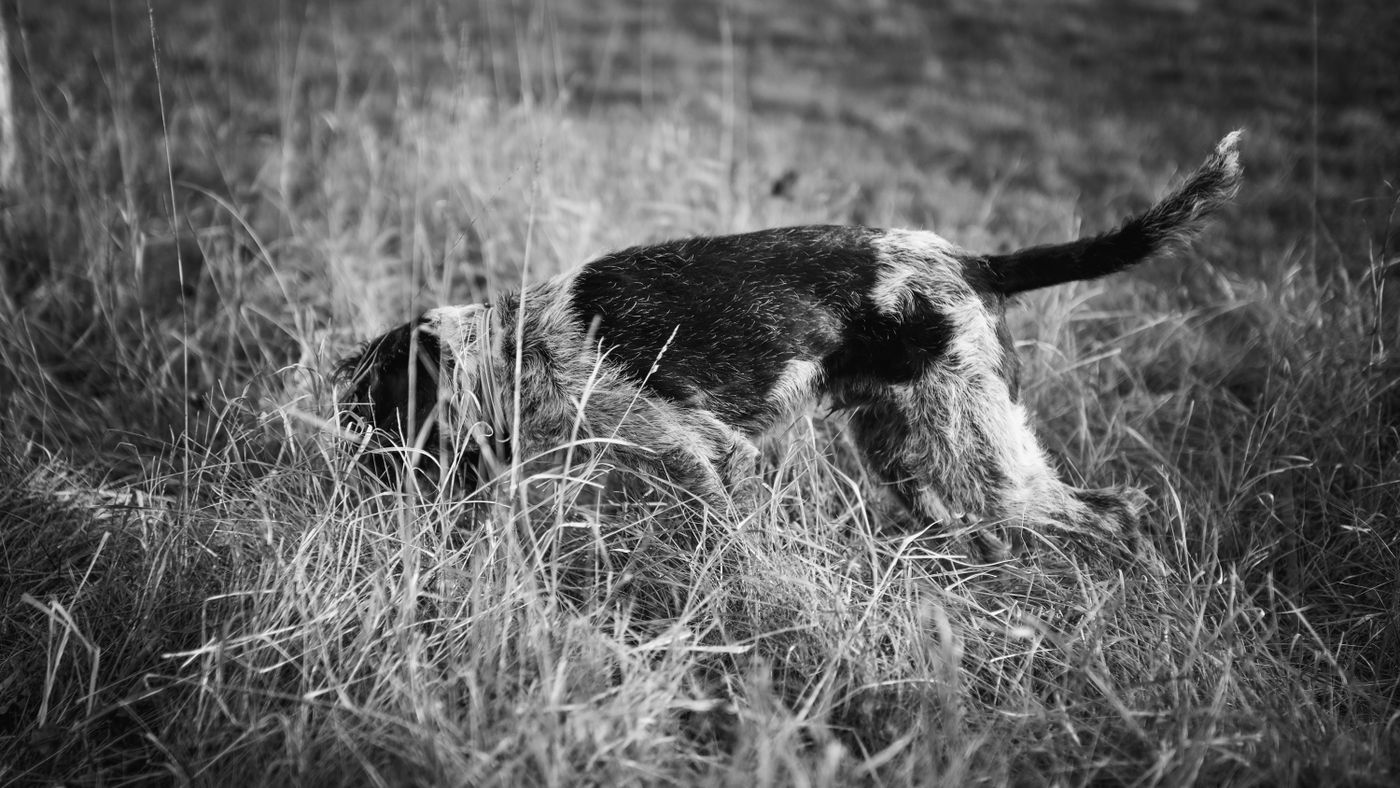 A dog investigating tall grass in a black-and-white photograph.