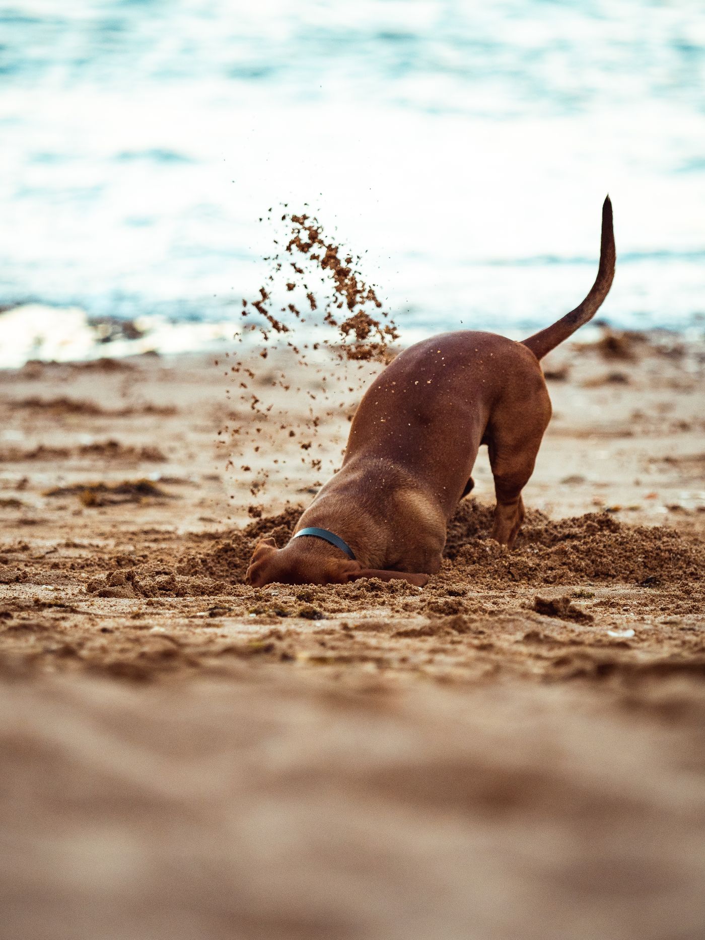 A dog digging in beach sand.