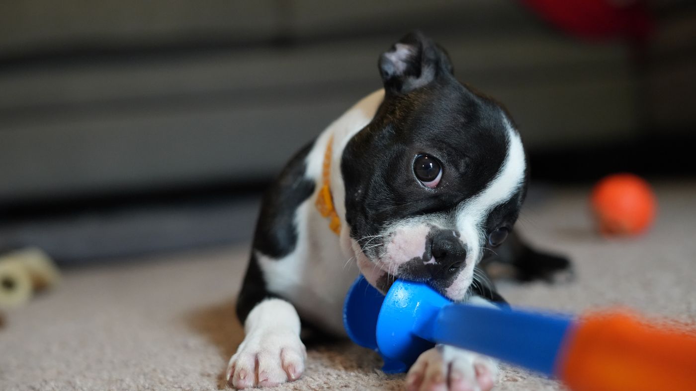 A puppy investigating a colourful chew toy indoors.