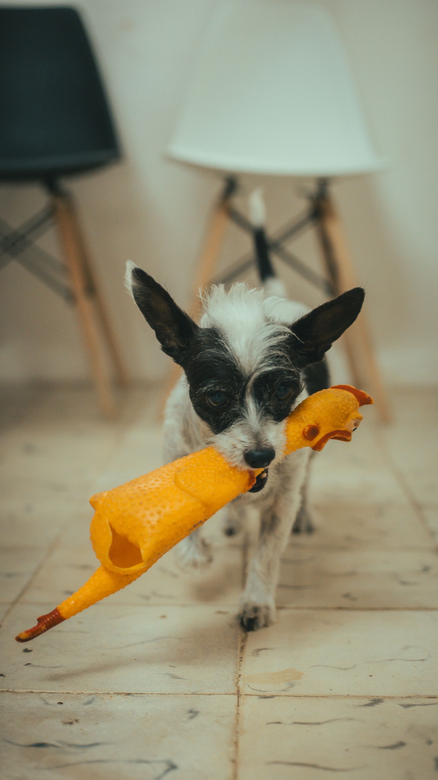A dog carrying a soft toy beside living-room furniture.