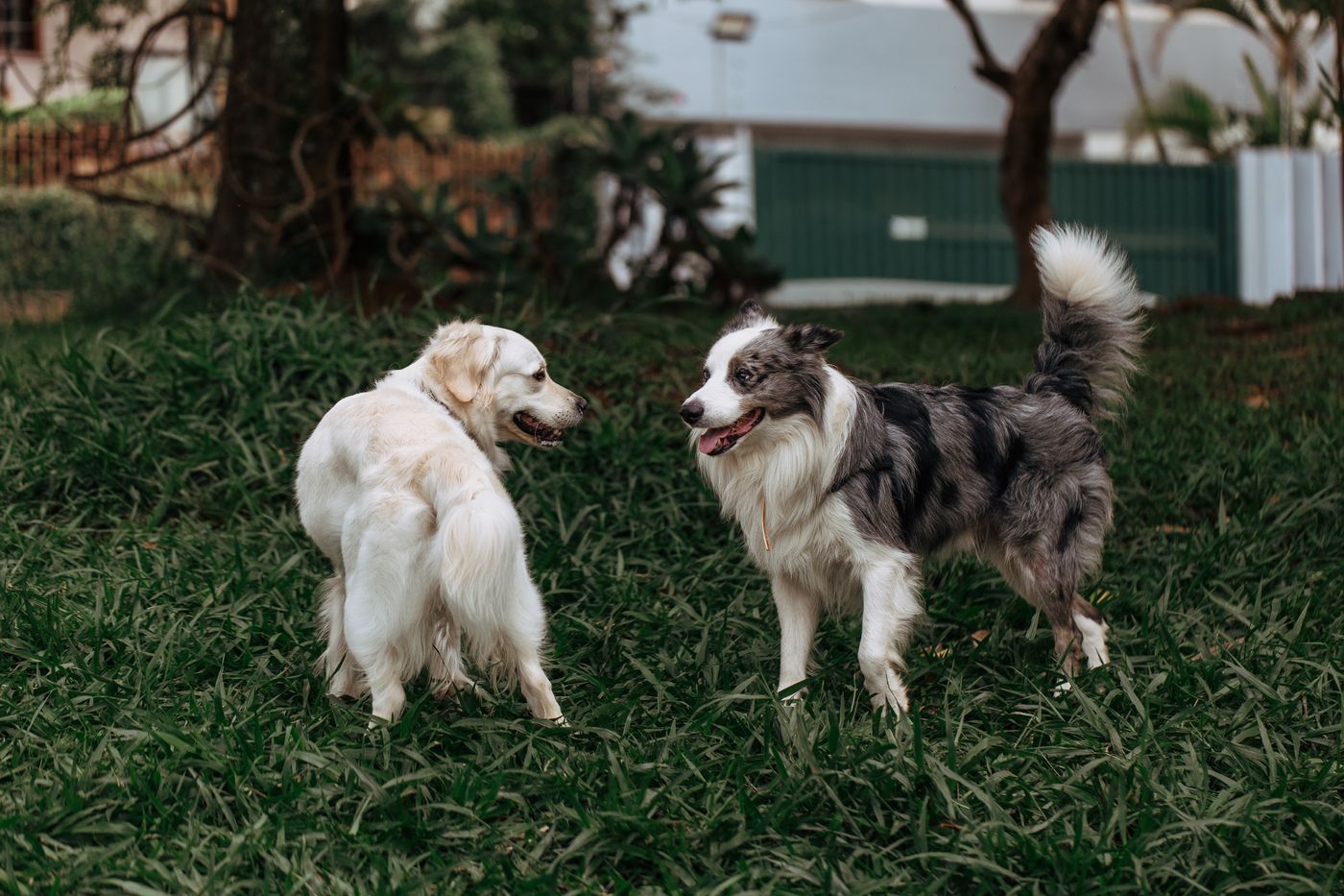 Two dogs interacting on a grassy lawn.